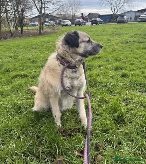 Meet Sage, currently residing in Cheshire photo 5