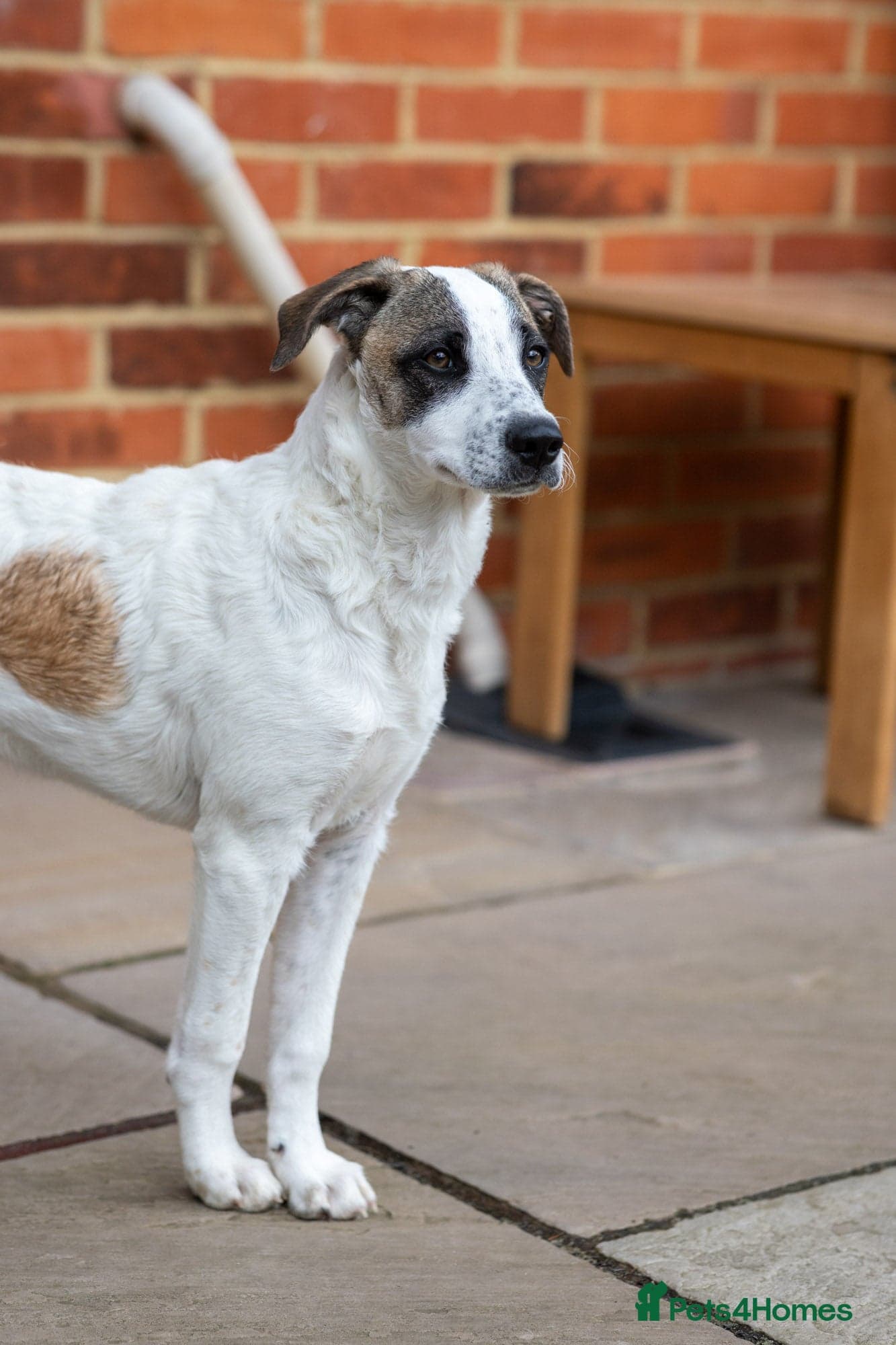 Petit Poppy photo 17