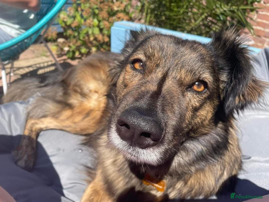 Meet Lenny, currently residing in Southsea photo 15