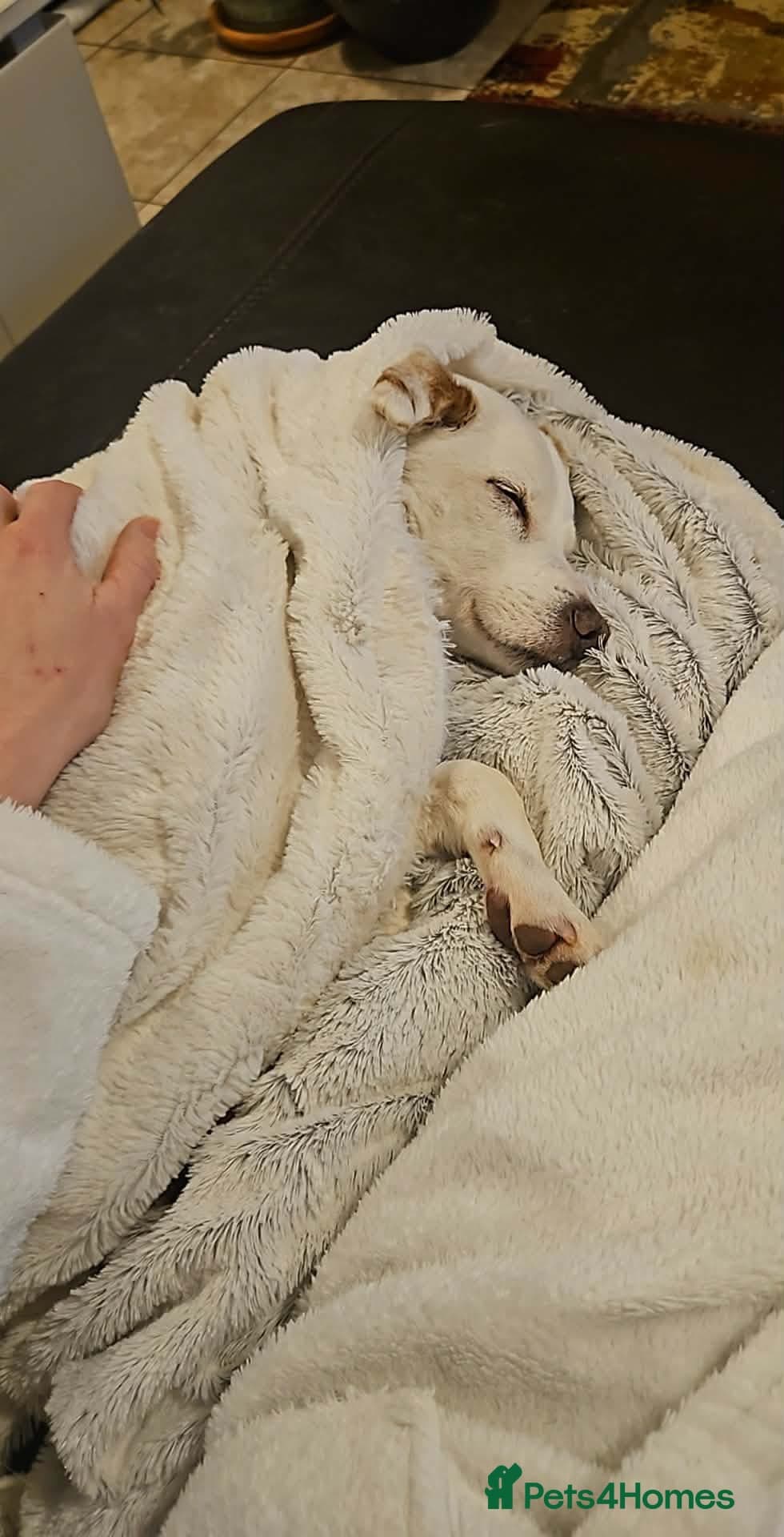 Sweet senior Bobby photo 4