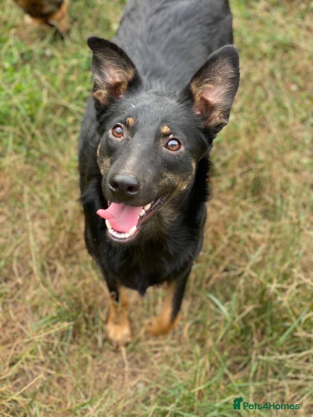 ️🐶 rosie photo 5