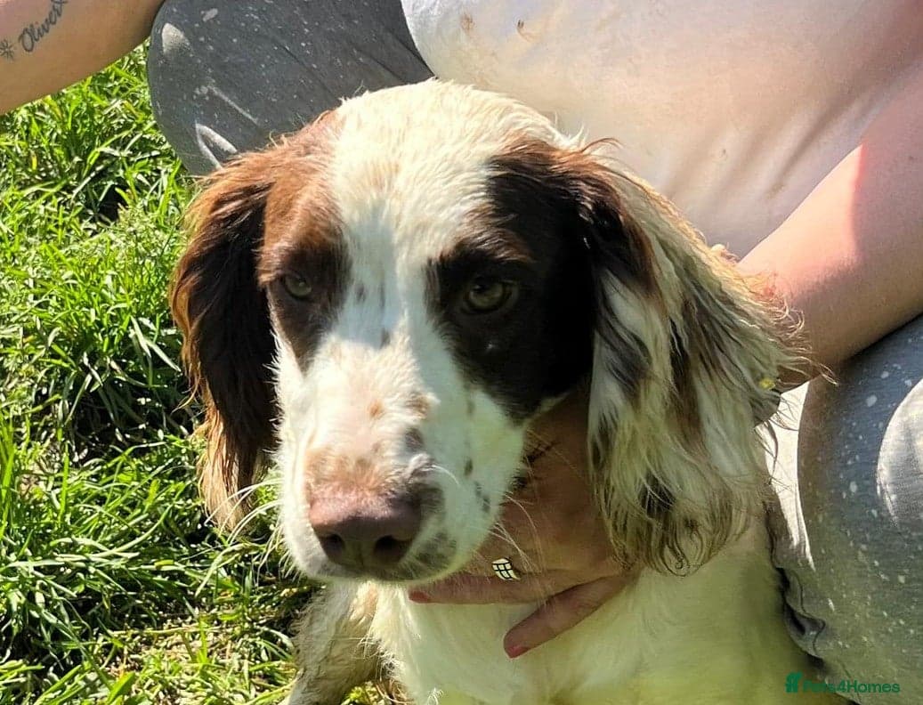 Springer Spaniel nine months old, Tino photo 6