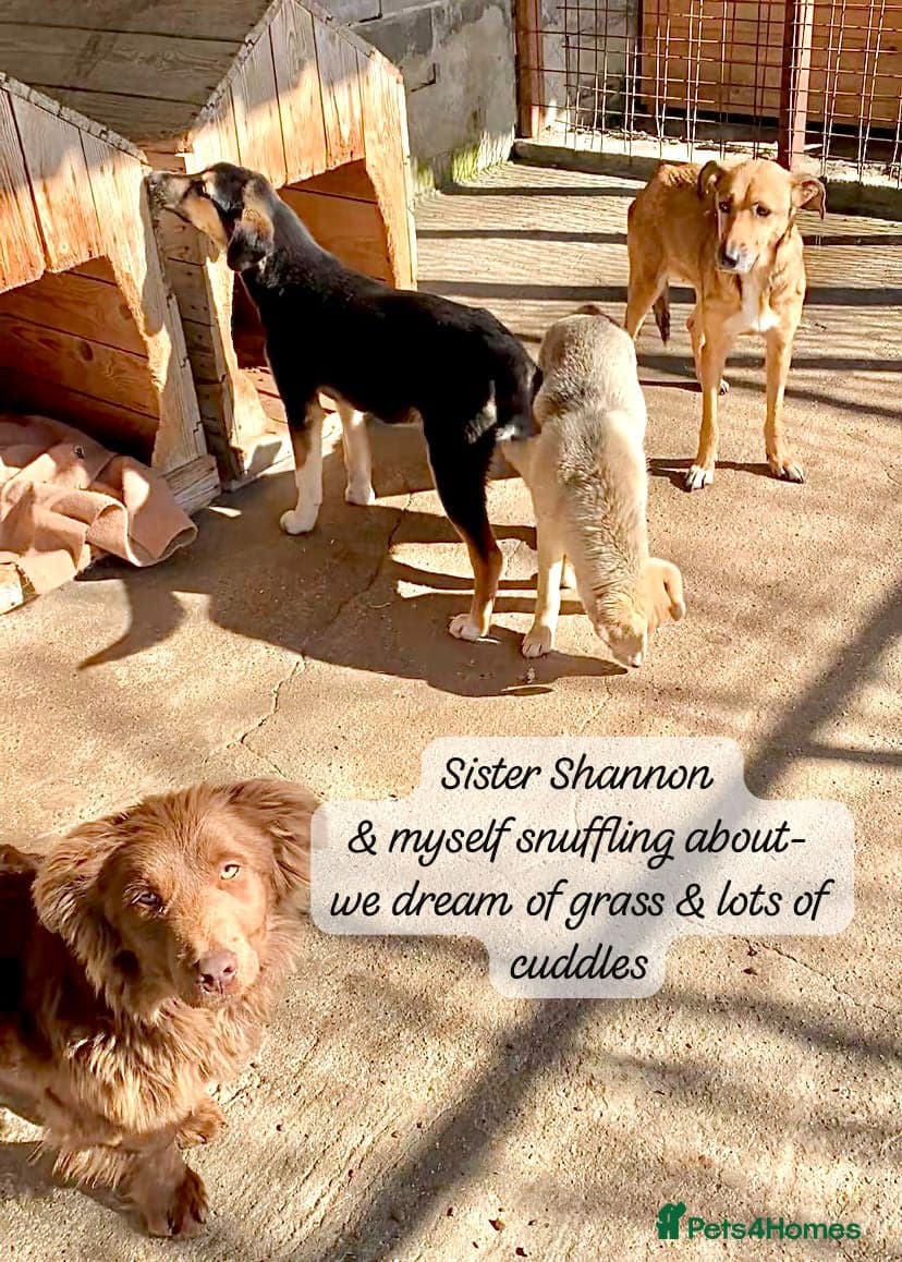 Shauna, 6 months approx. photo 9