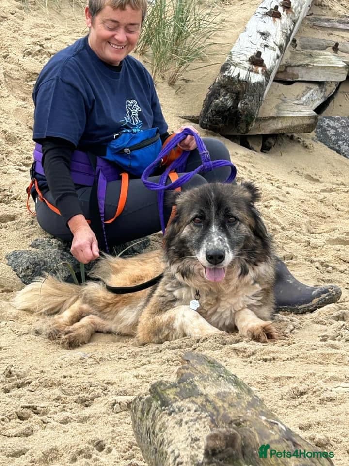 Hilda - Norwich Norfolk photo 6