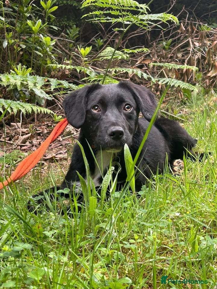 Barney - Norwich norfolk photo 30