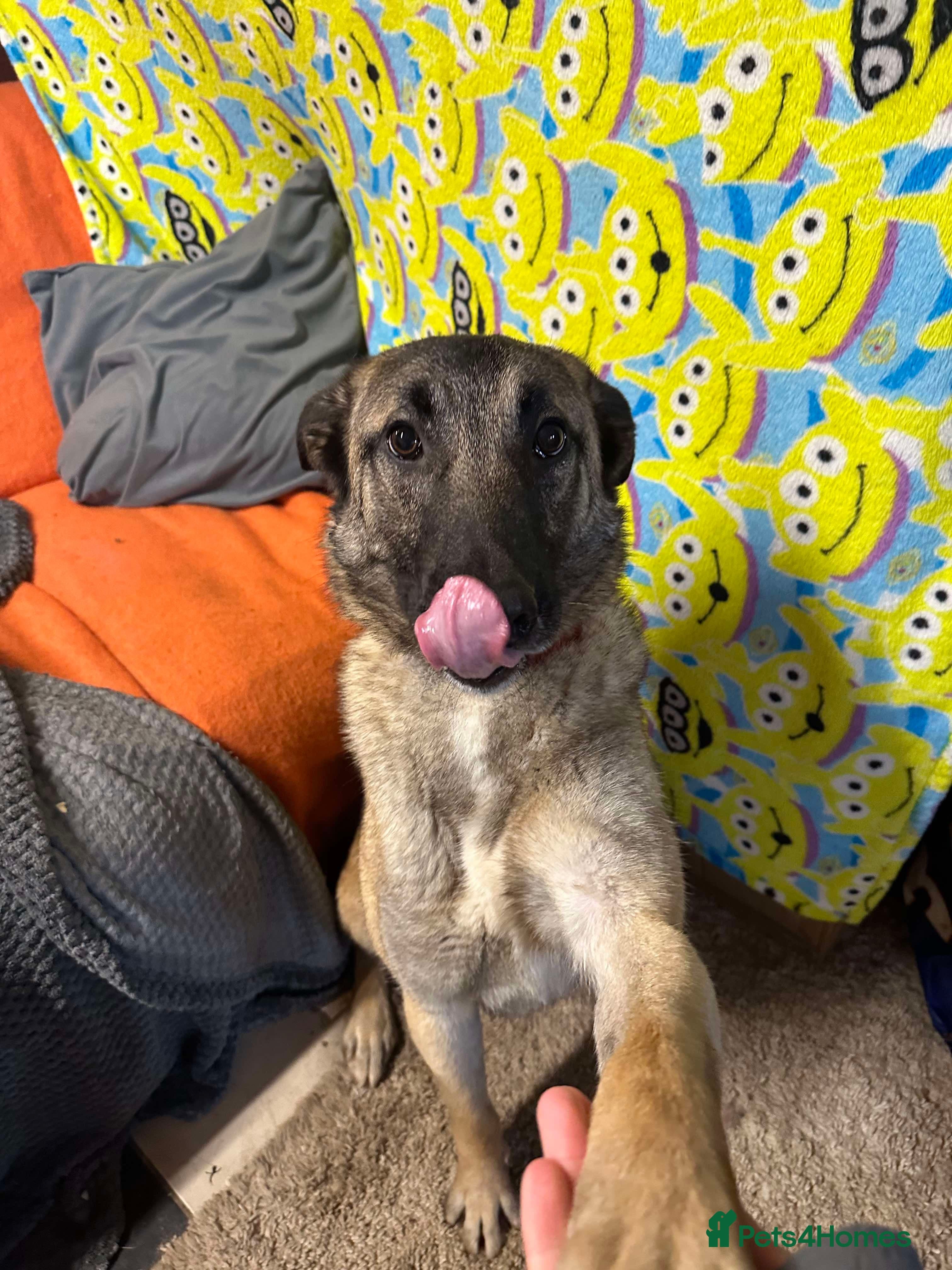 Meet Vera, currently residing in Cheshire photo 27