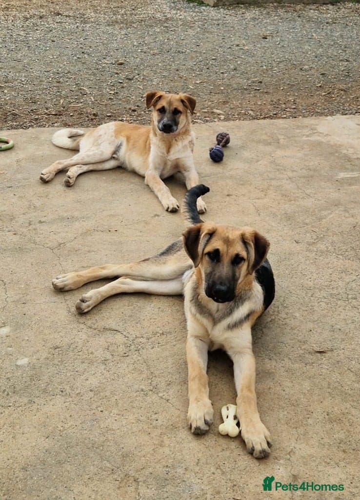 Magnificent Orion 6 moths old photo 8