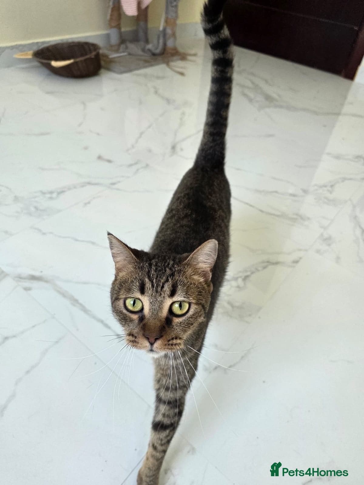 Elvis — Domestic Shorthair
