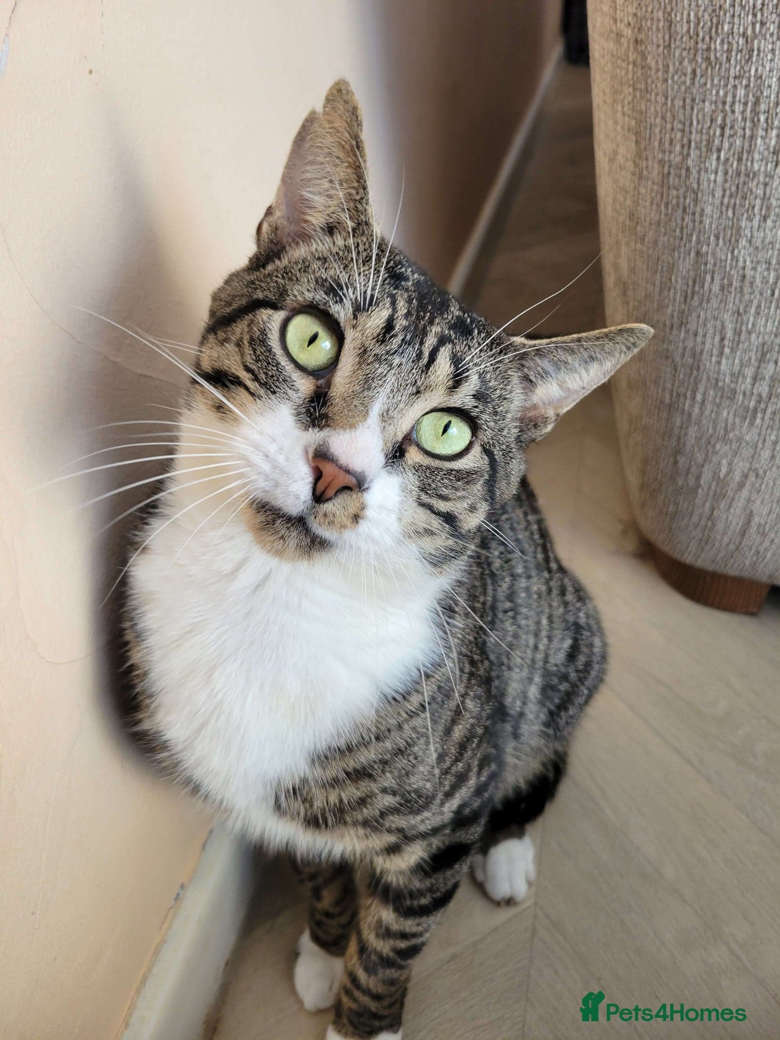 Sweet Totoro photo 2