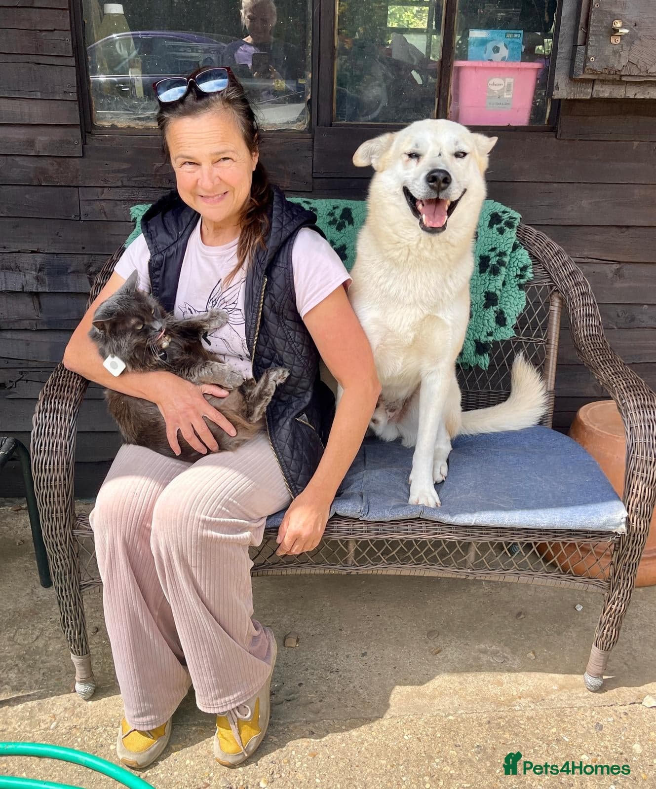 Handsome Fivos Huskey X Shepherd photo 2