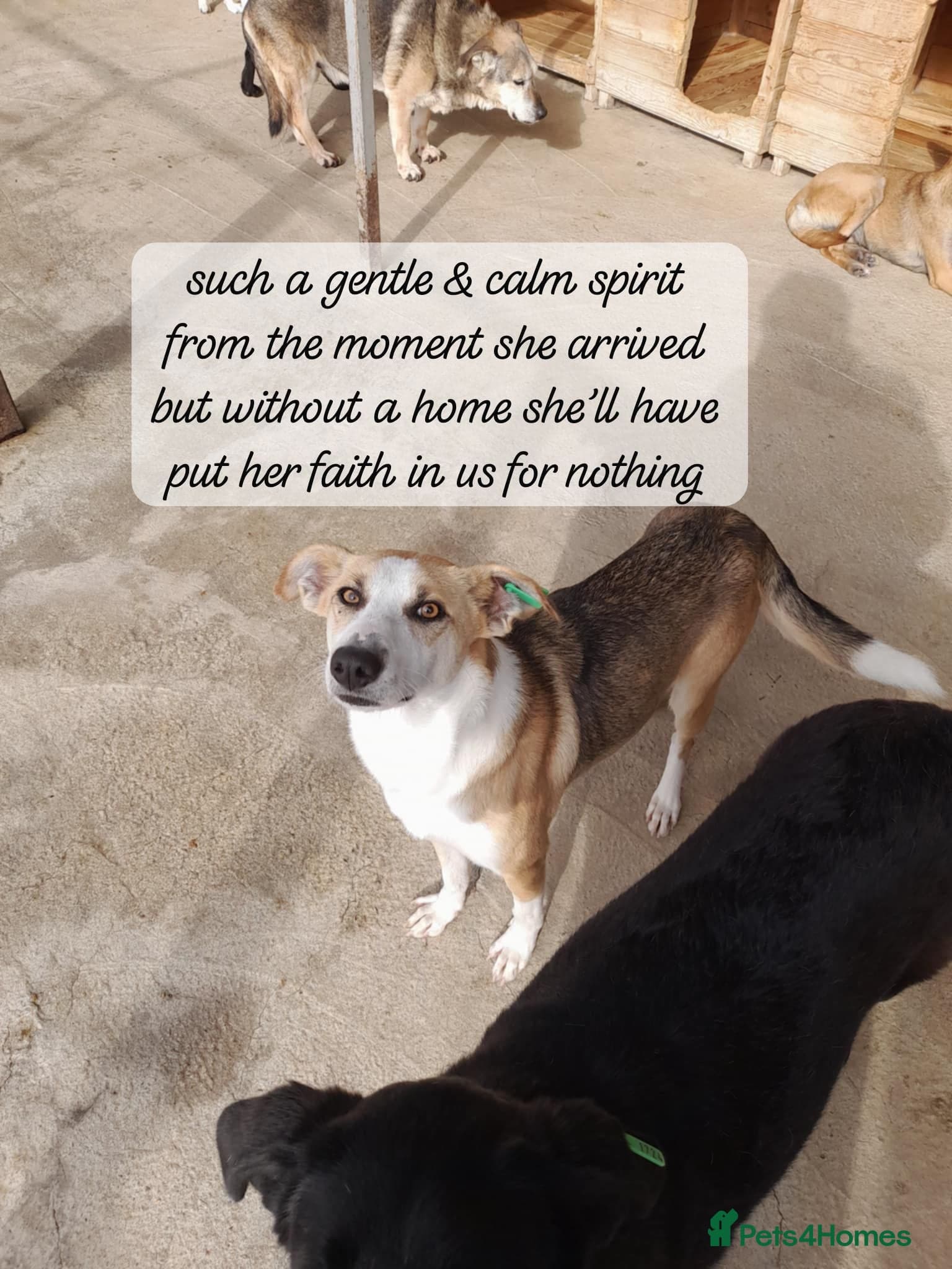 Zelda, 3 yrs old approx. photo 3