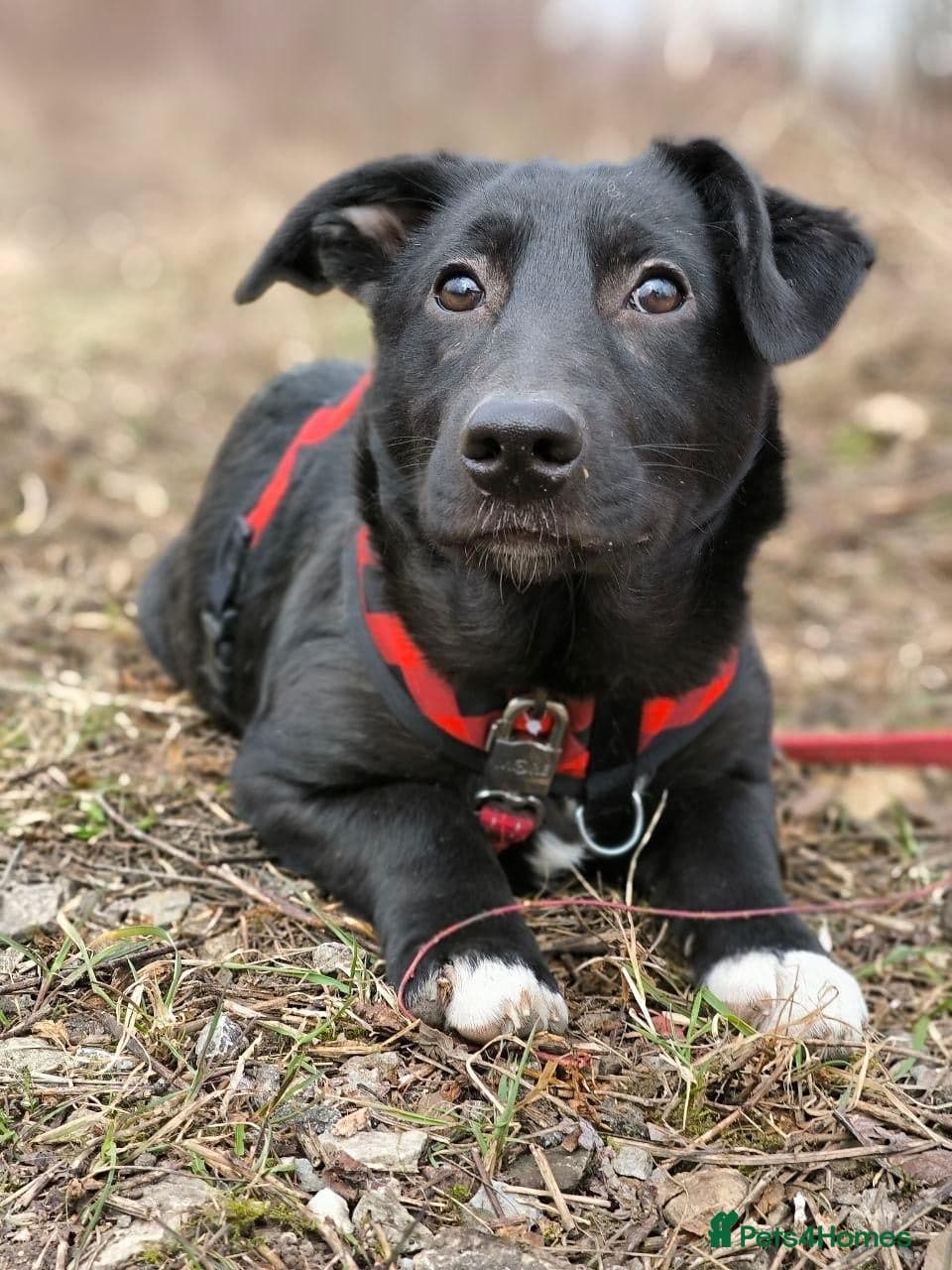 ️🐶 masha photo 15