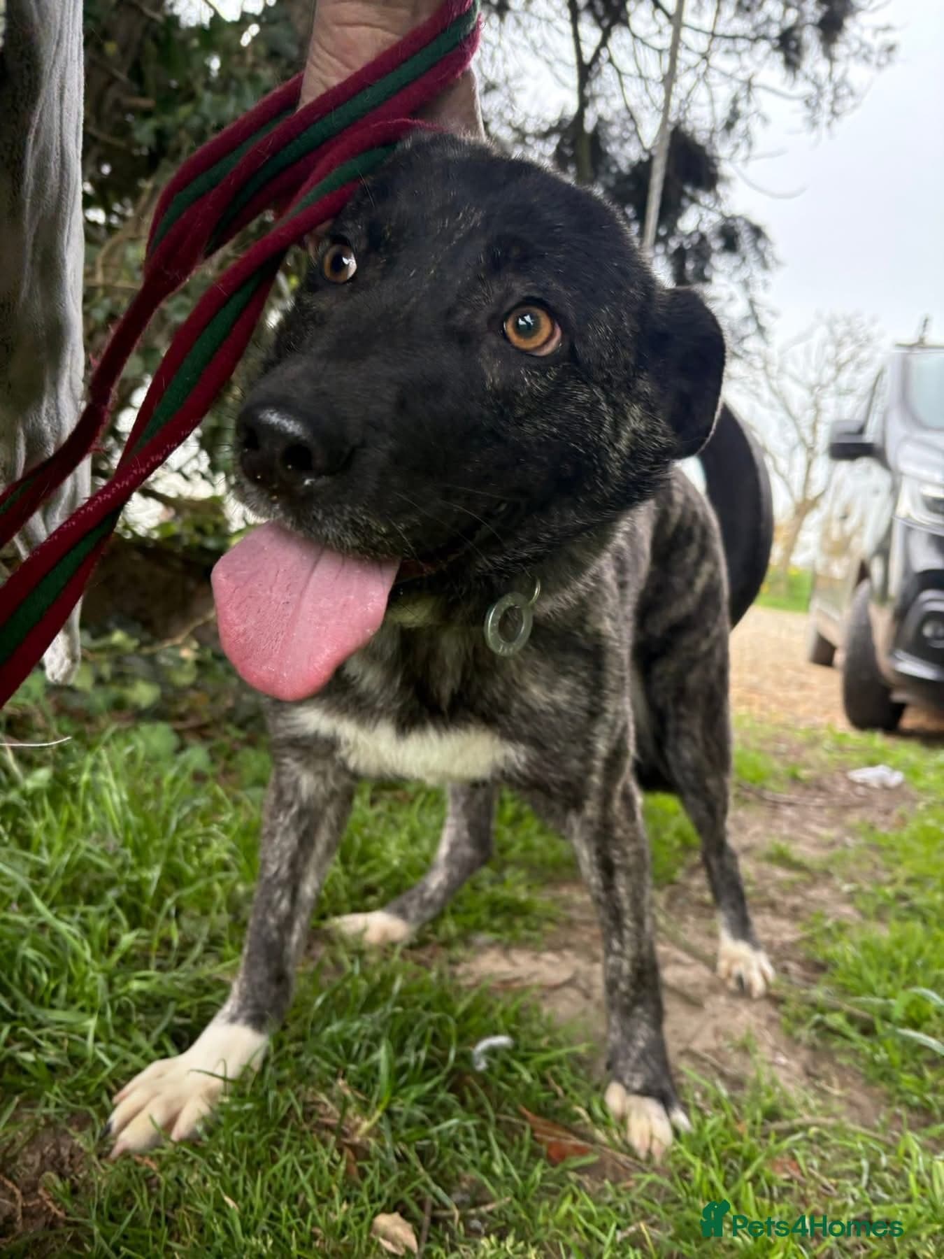 Jasper - Norwich Norfolk photo 4