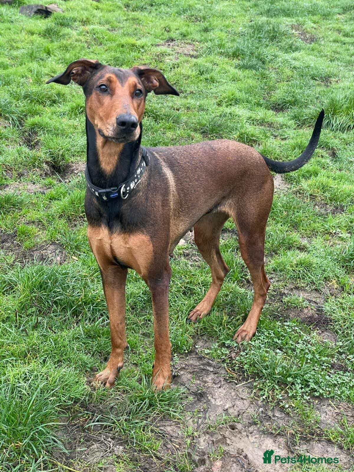 BONNIE ๐ Playful, Loving Girl โ Mixed Breed