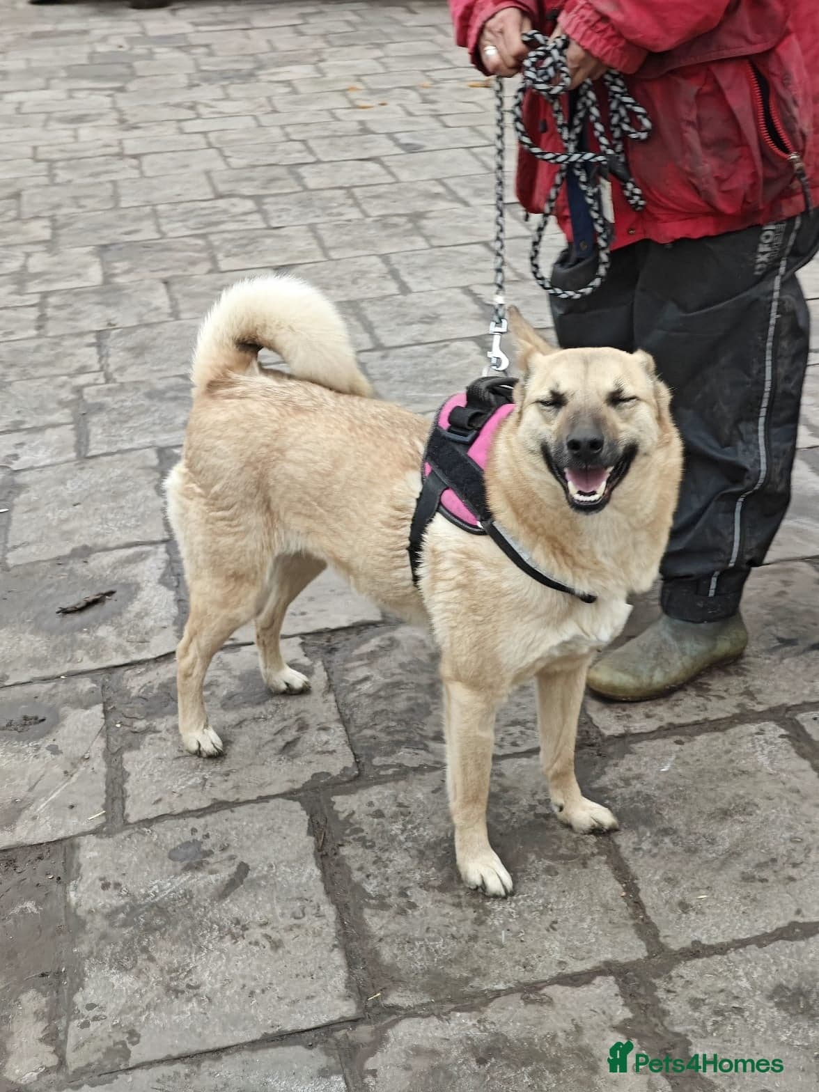 ️🐶 stacy photo 9