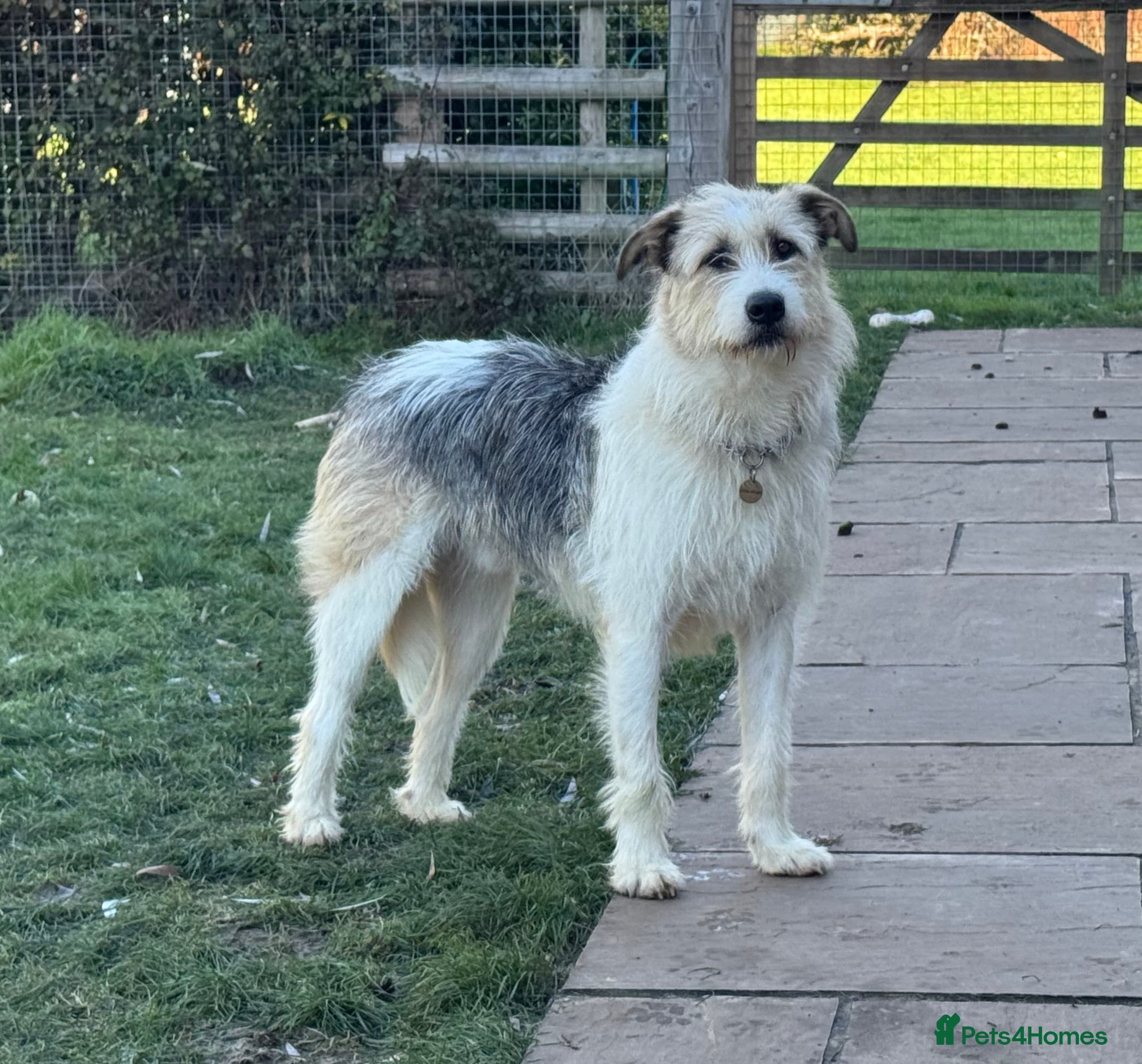 Hershey & Harley 💙 still Waiting photo 9