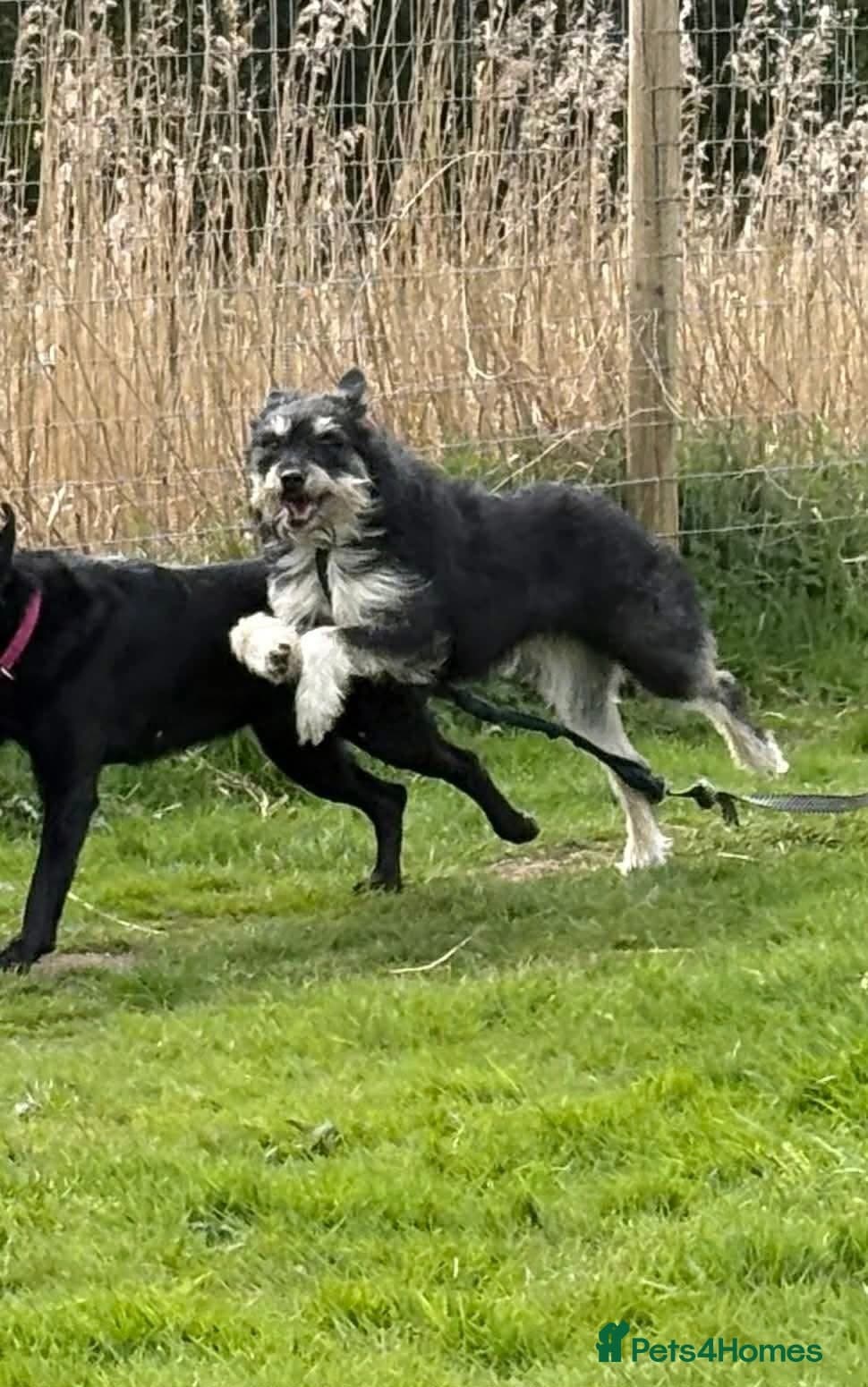 Mabel - Badersfield Norfolk photo 8