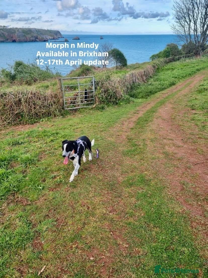 Pretty Mindy. Reserved STC. photo 5