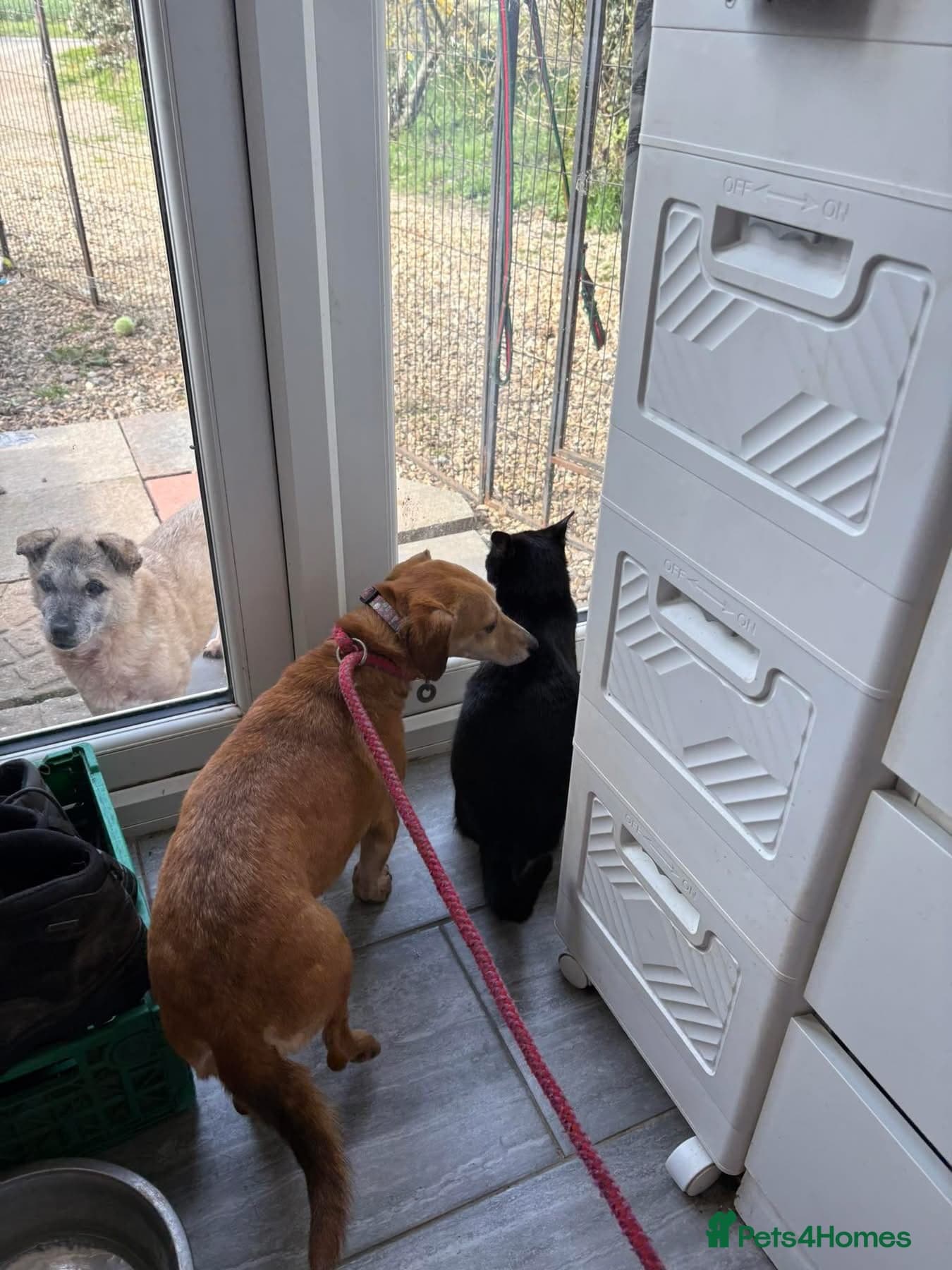 Mavis - Norwich Norfolk photo 15