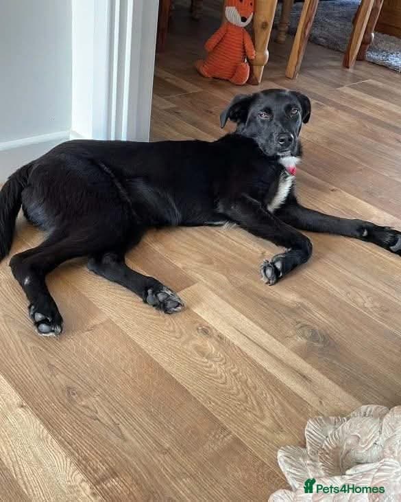 ️beautiful nova ✨️ — Mixed Breed