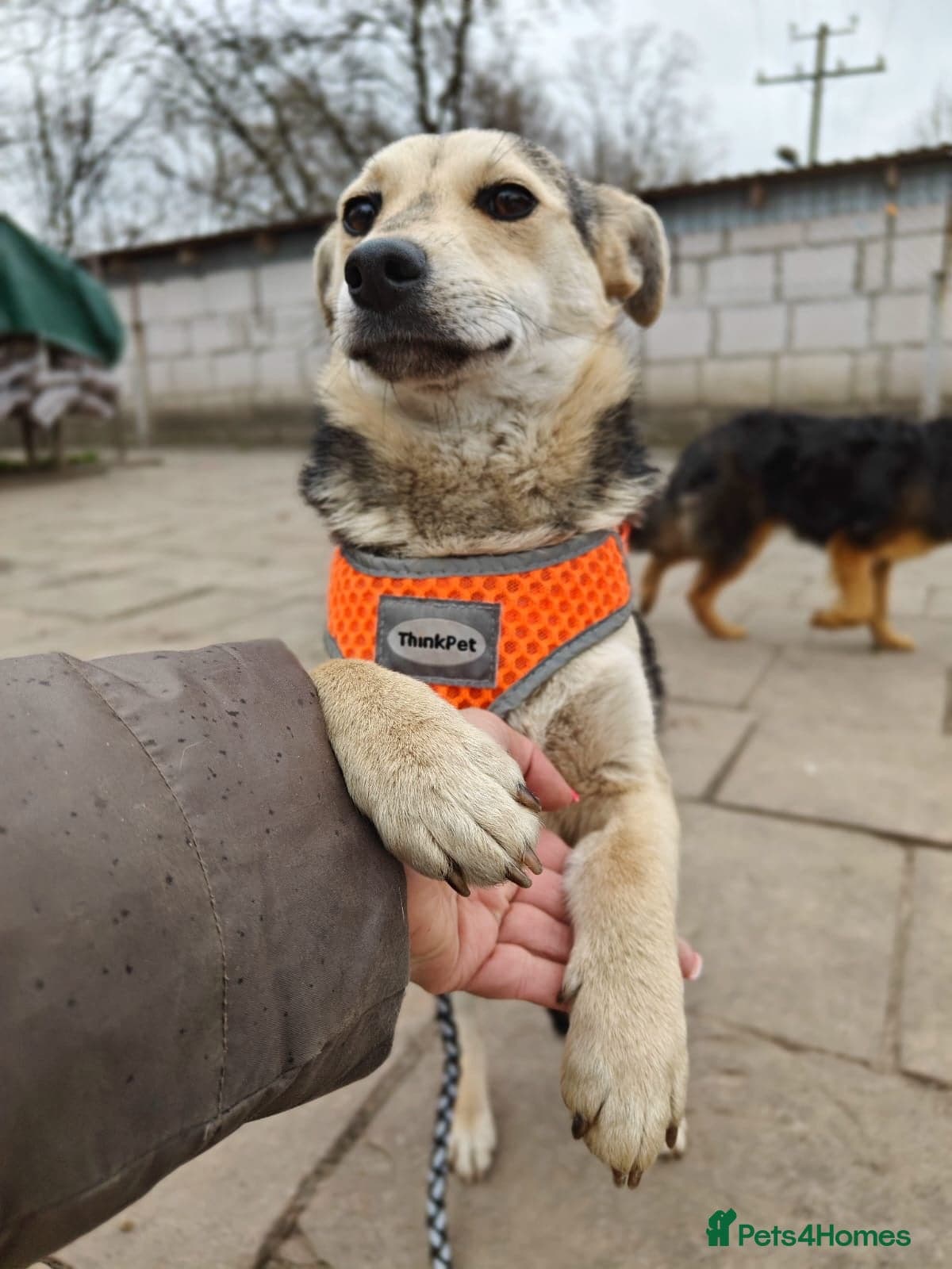 ️🐶 maree photo 14