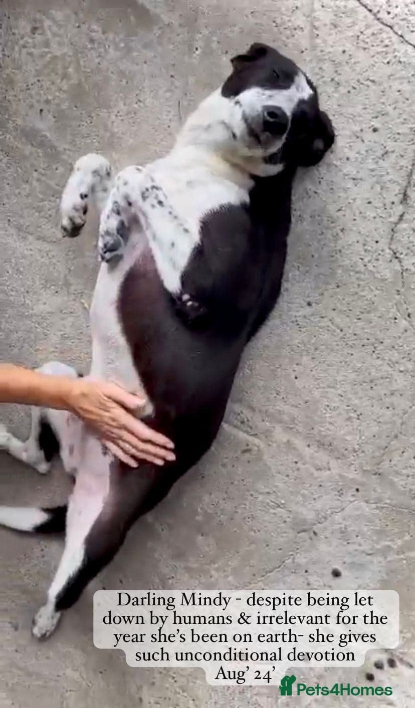 Pretty Mindy. Reserved STC. photo 14