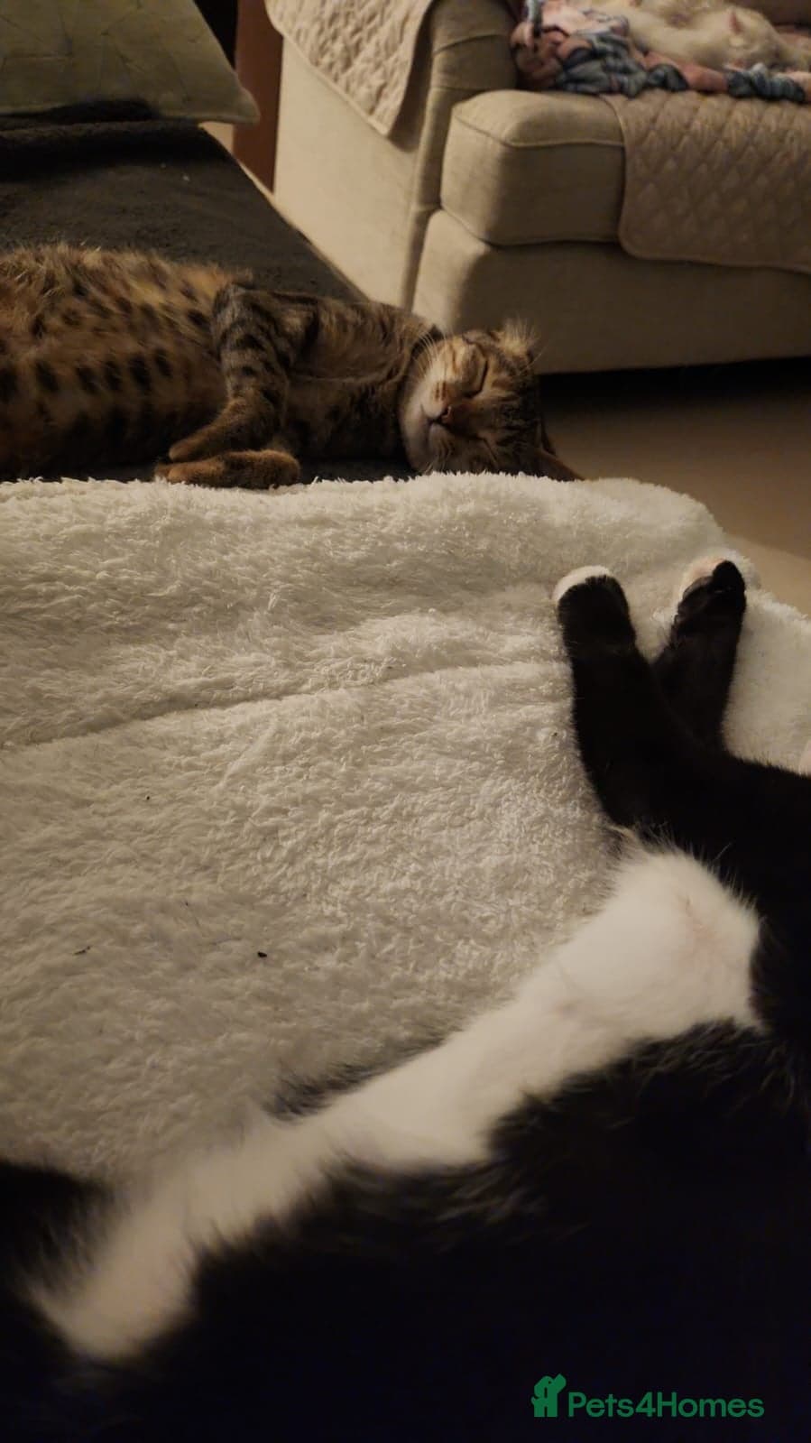 Lovely Moe — Mixed Breed