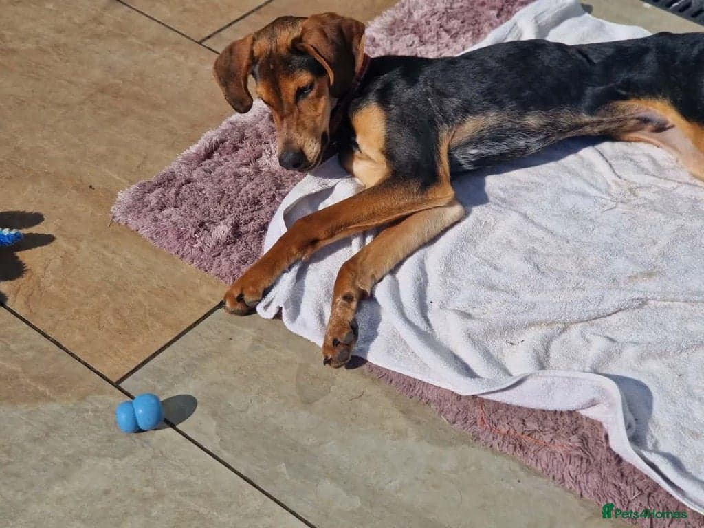 Asterios (aka Terry) photo 7