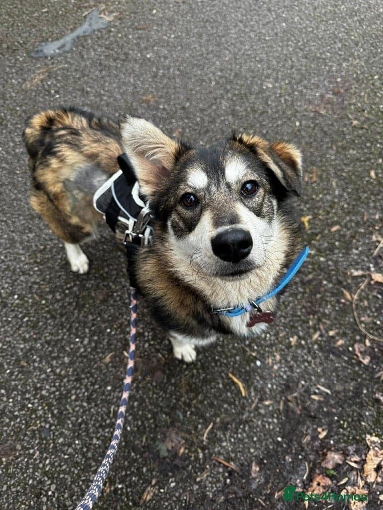 Meet Maddy, currently residing in Saltford — Mixed Breed