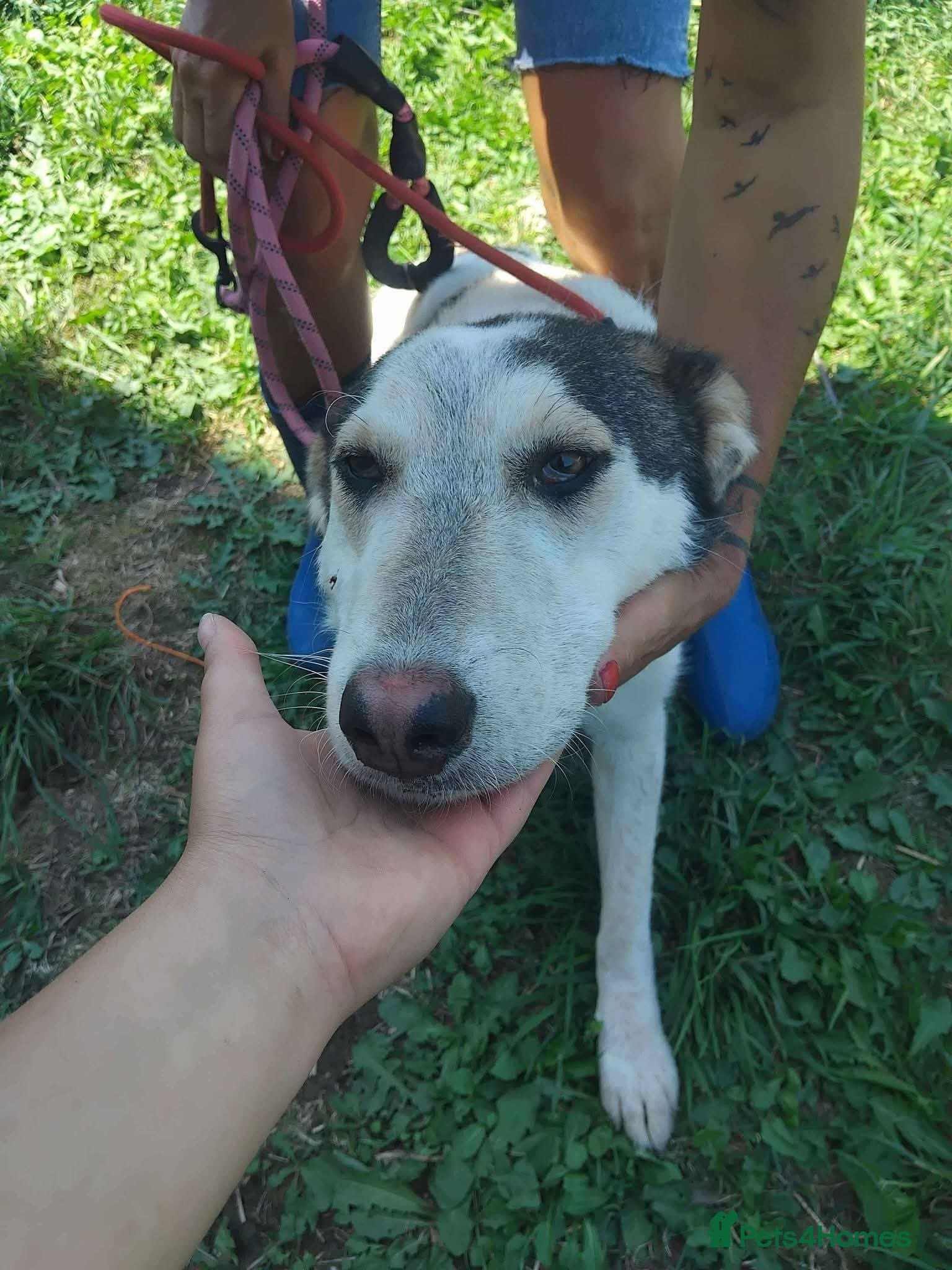 Meet Demi, currently residing in Essex photo 8