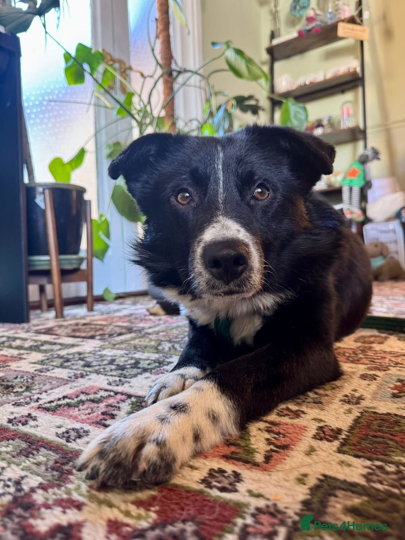 Arthur - Long stratton photo 2