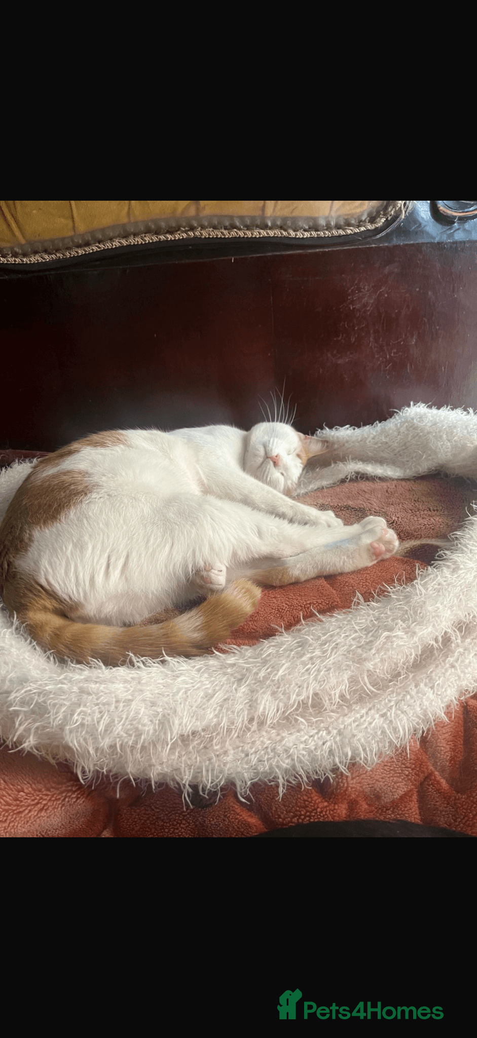 Little Tutu — Egyptian Mau