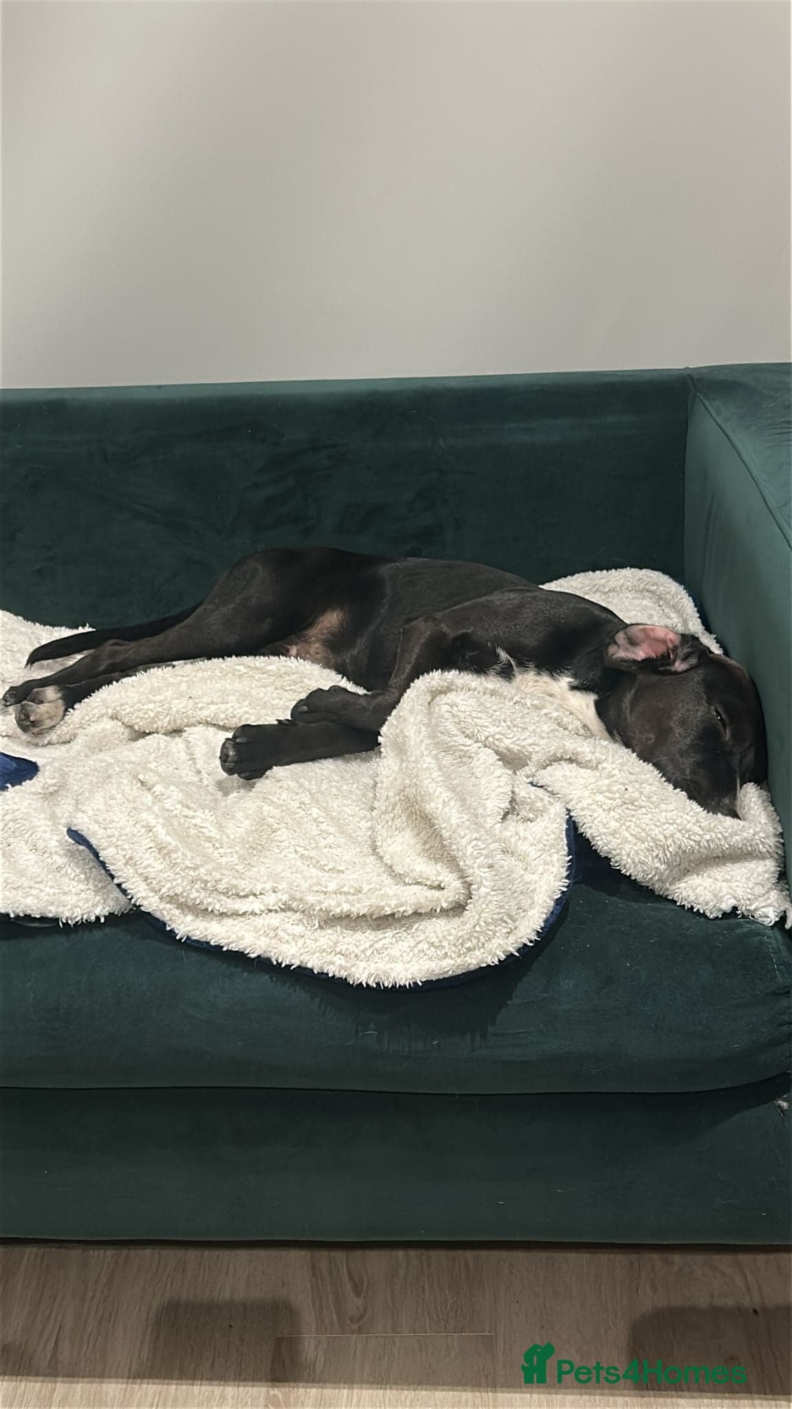 ️🐶 walter — Mixed Breed