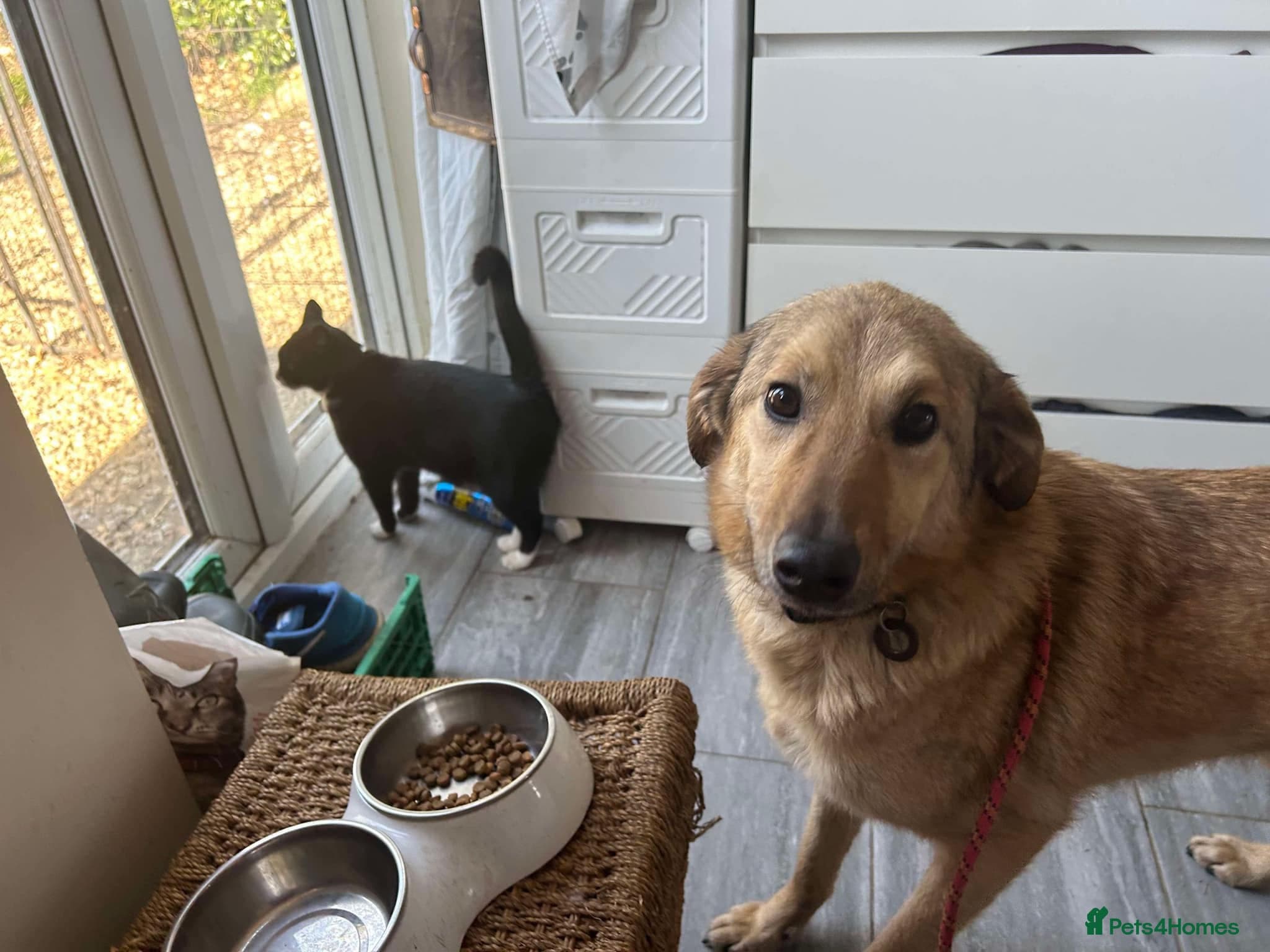 Pettern - Norwich Norfolk photo 14