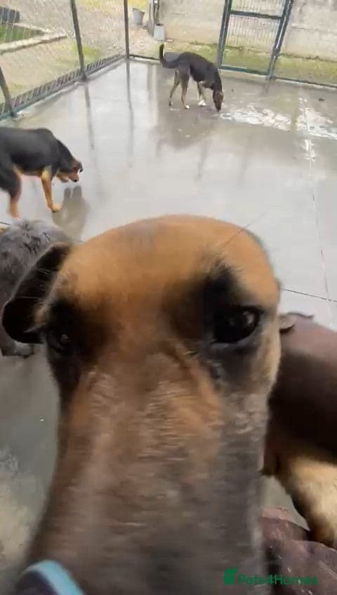 Captain, 10 yrs old. photo 4