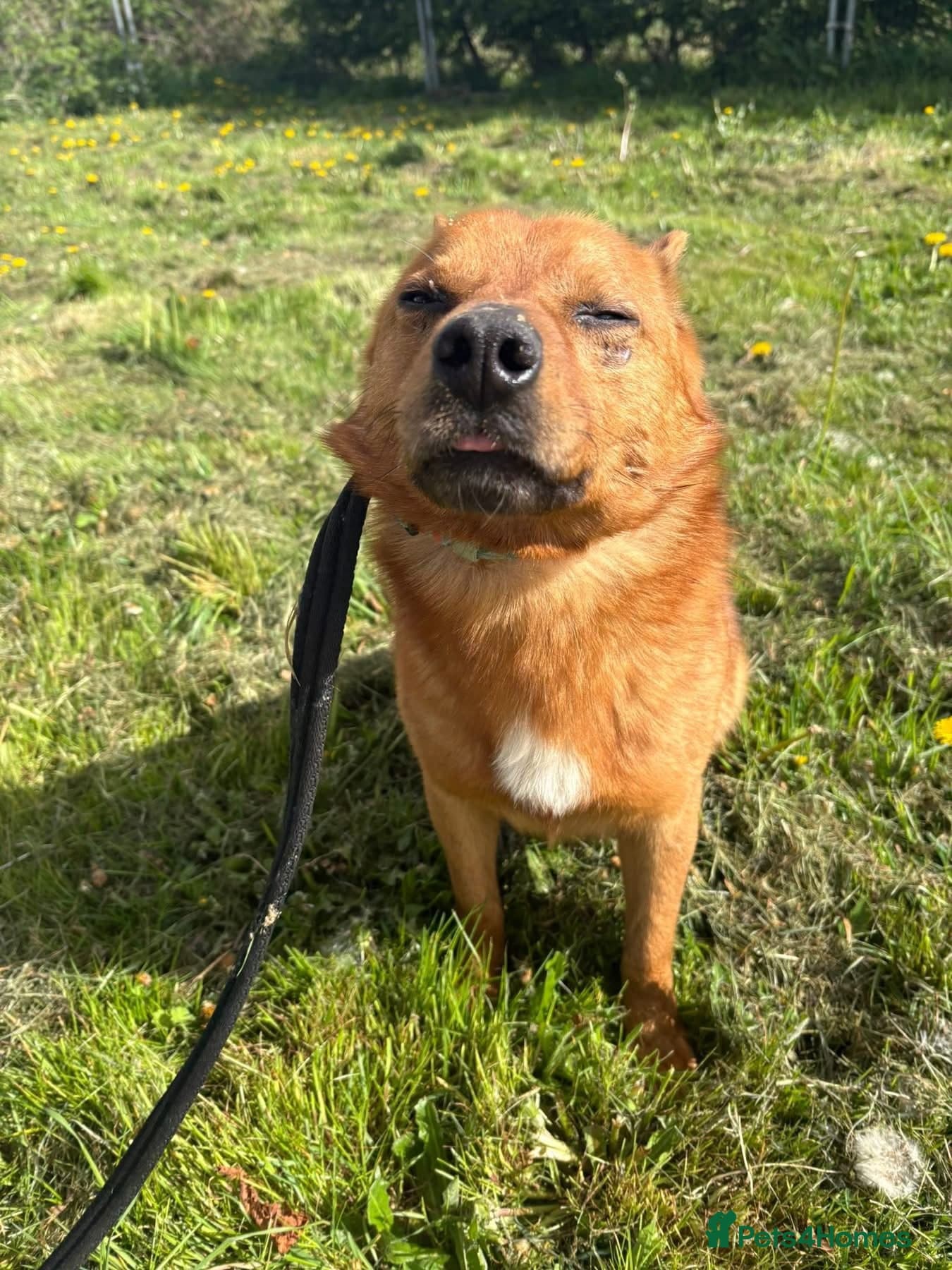 Eli - Norwich Norfolk photo 9