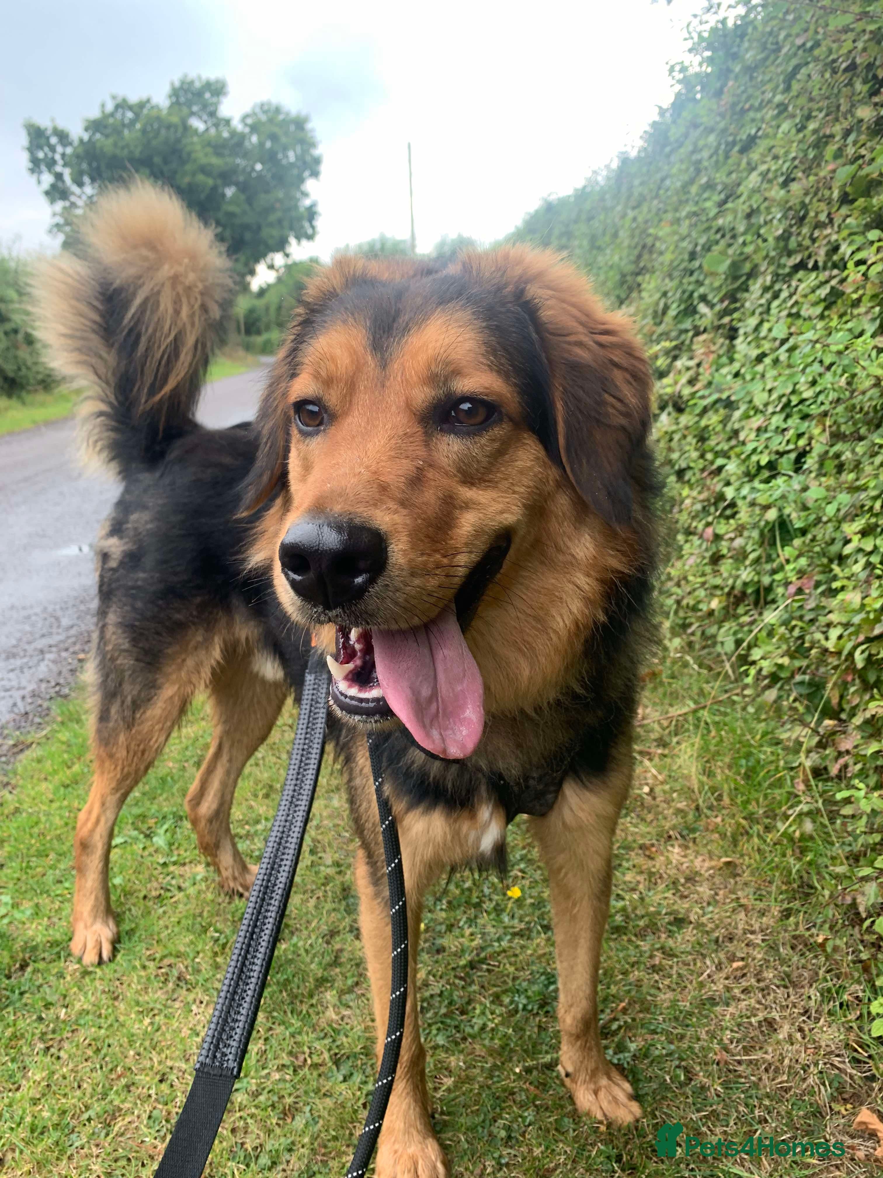 Meet Derry, currently residing in Cheshire photo 13