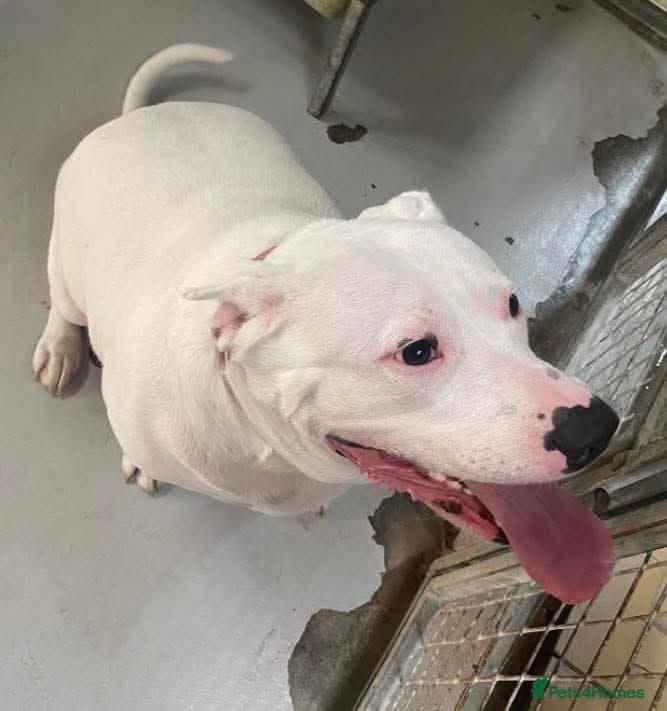 Meet Aria, currently residing in Ormskirk photo 6