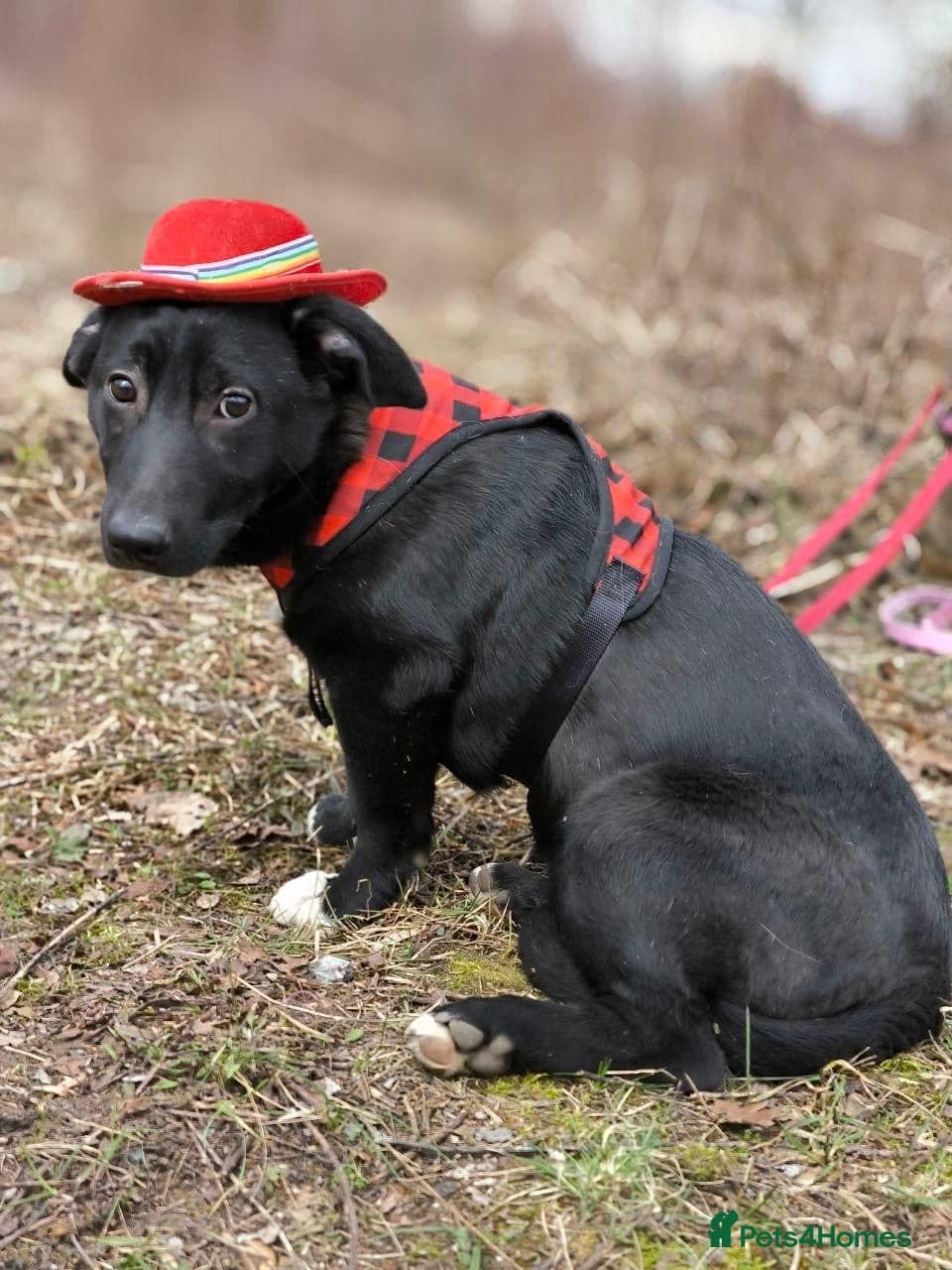 ️🐶 masha photo 10