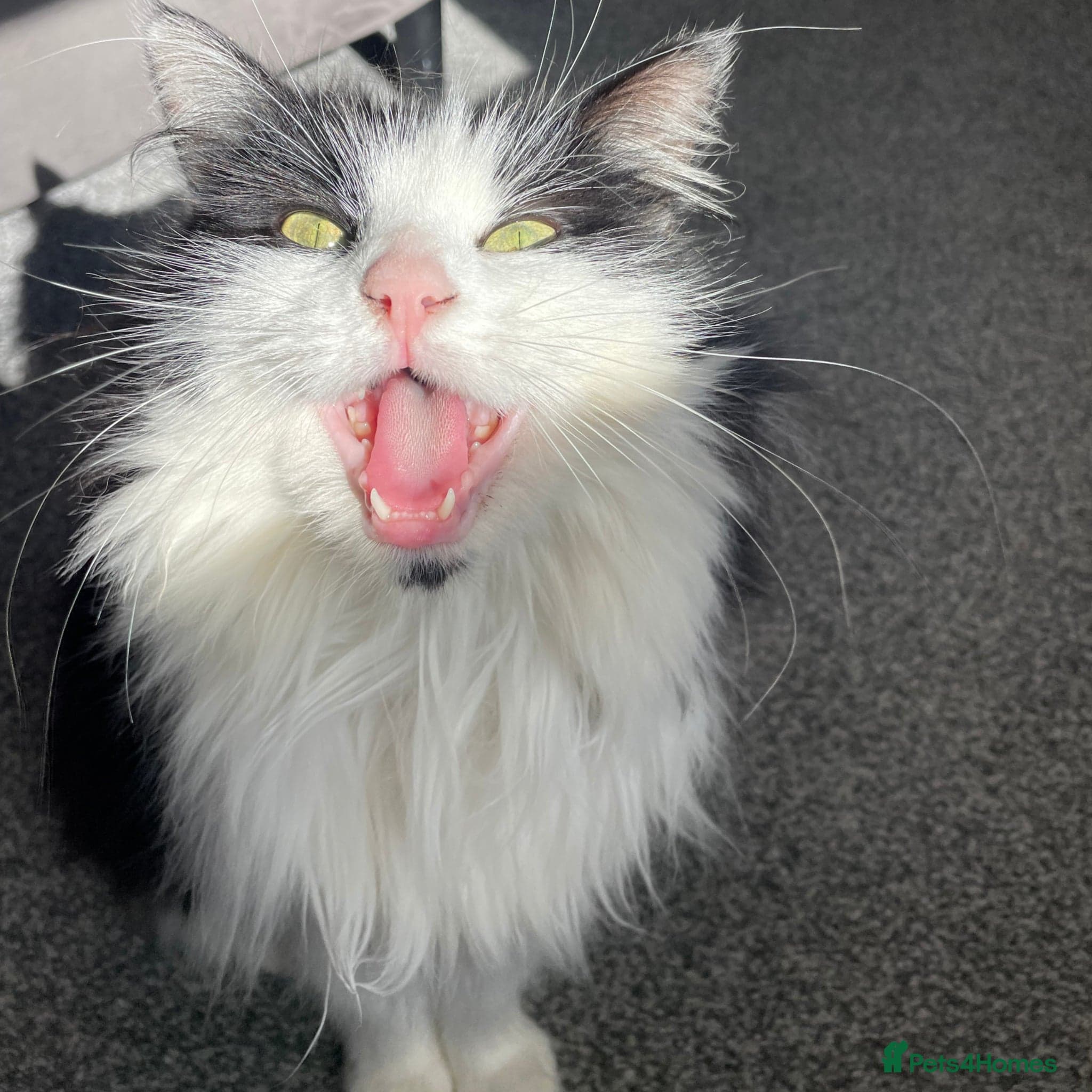 Sweet, Outdoorsy Girlie — Mixed Breed