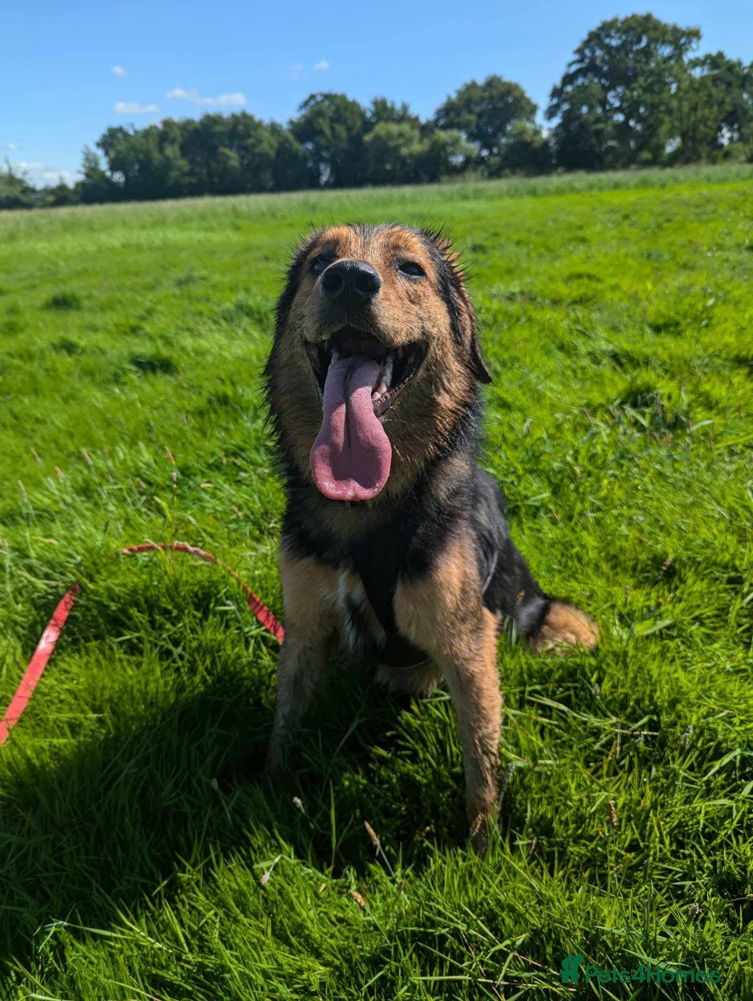 Meet Derry, currently residing in Cheshire photo 9