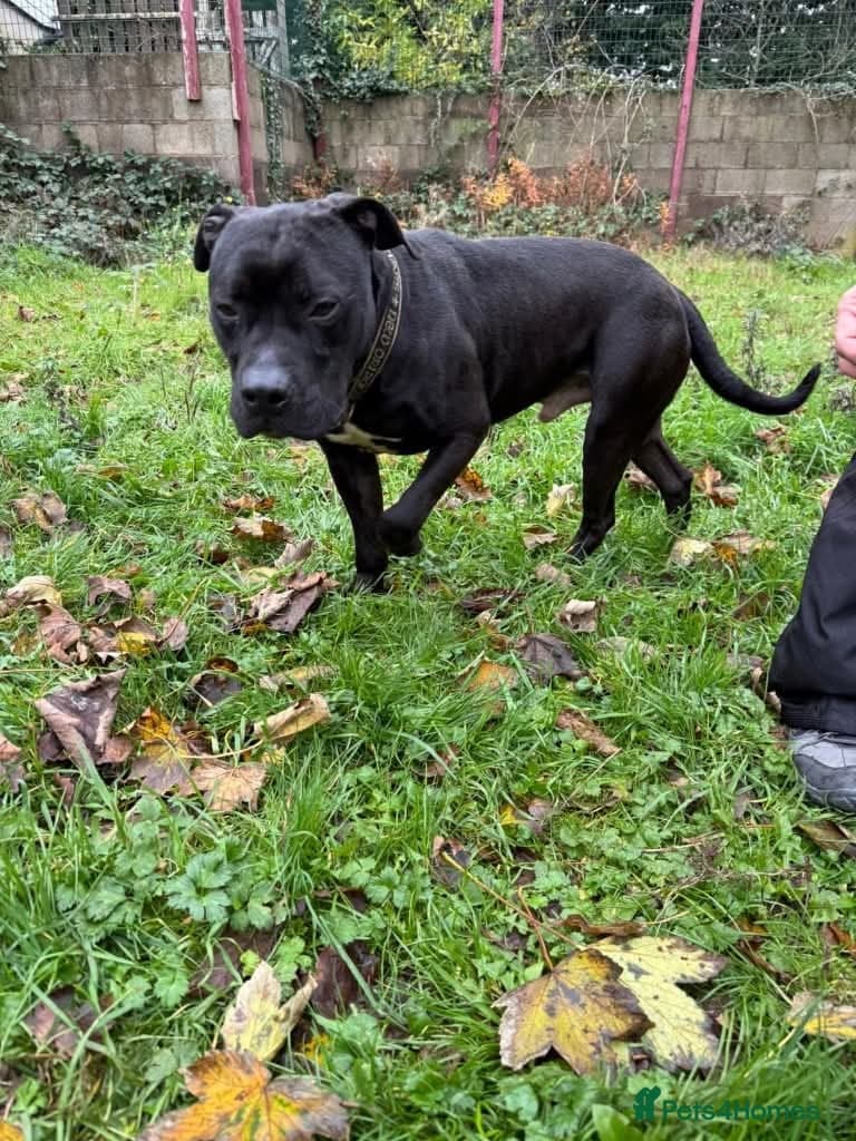 Meet Gomez, currently residing in Ormskirk photo 8