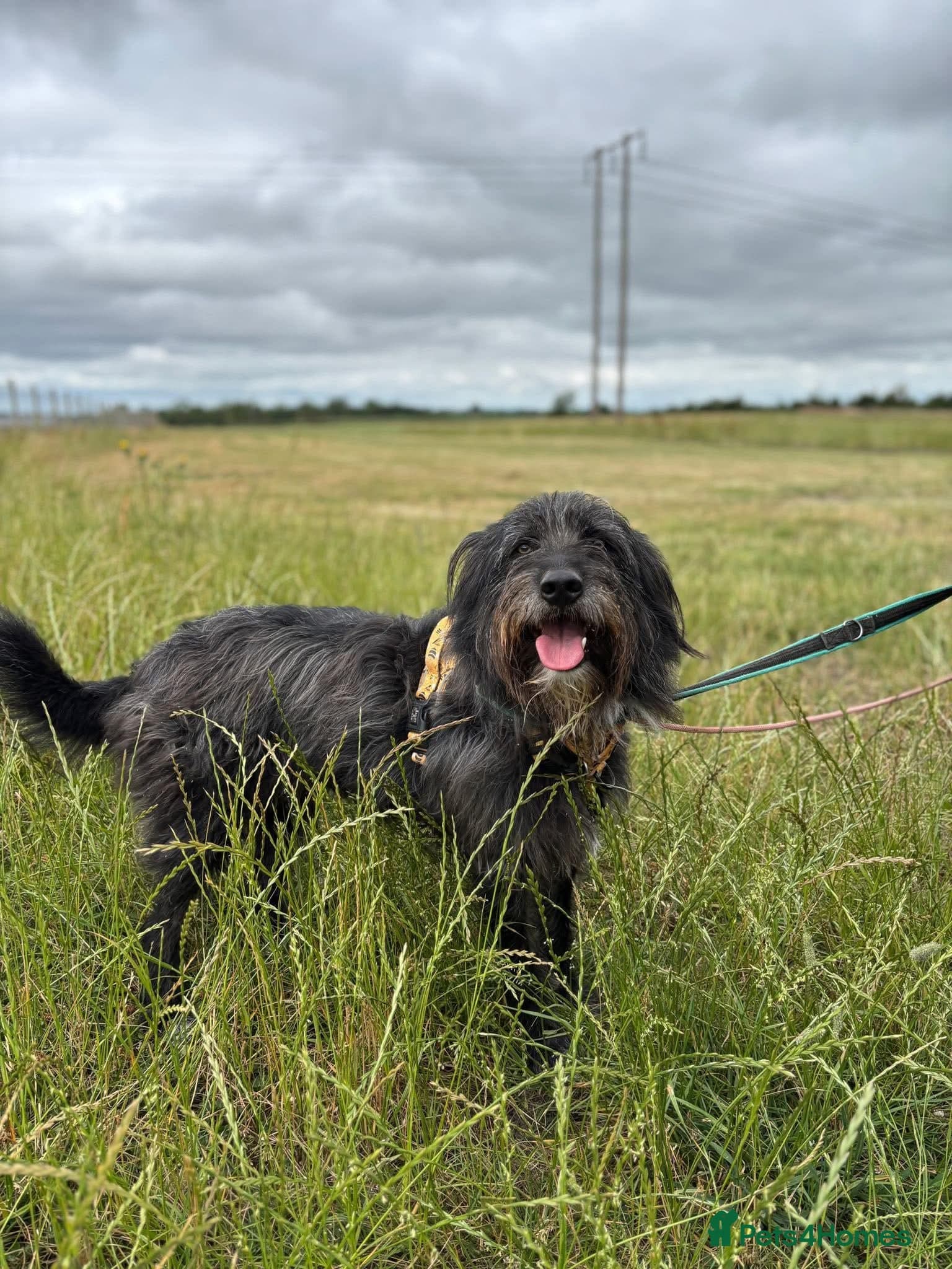 Herbie 💚 Female-only home needed! photo 10