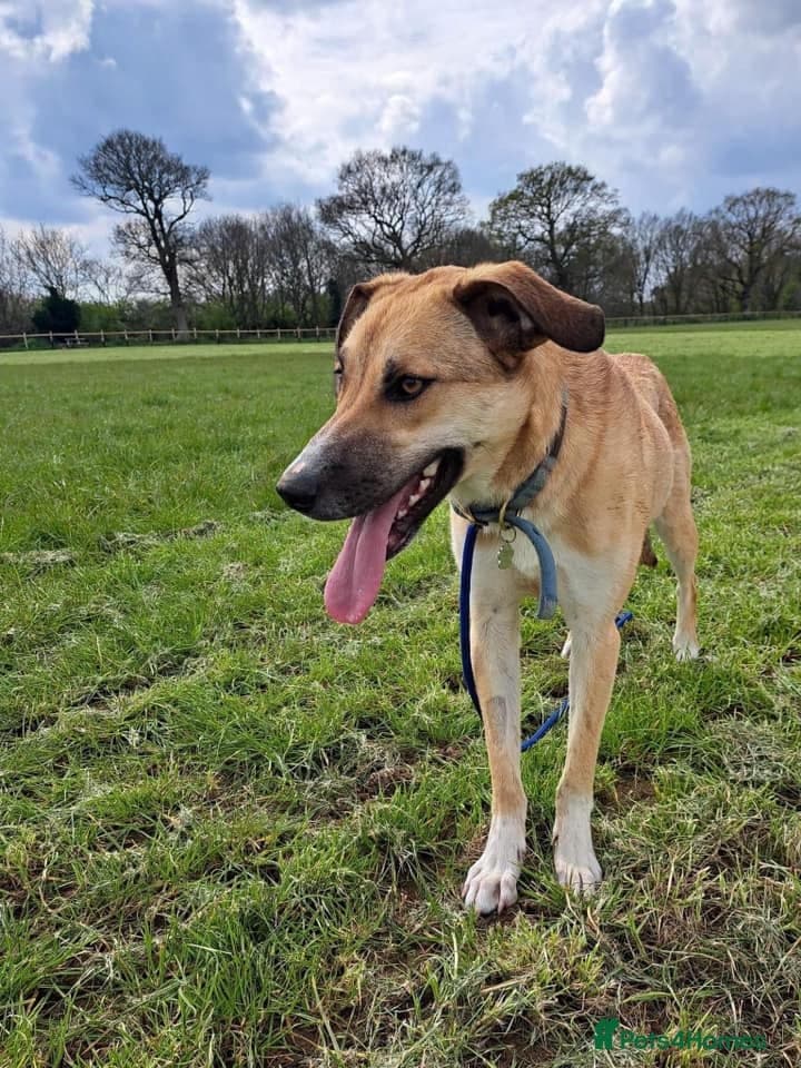 Sara - Norwich Norfolk photo 25