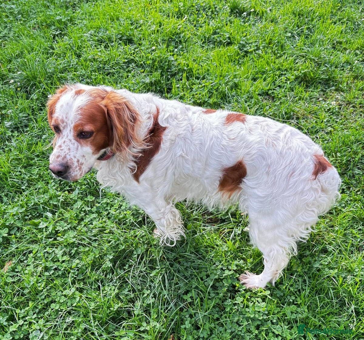 Ronnie, 3-year old Brittany male photo 7