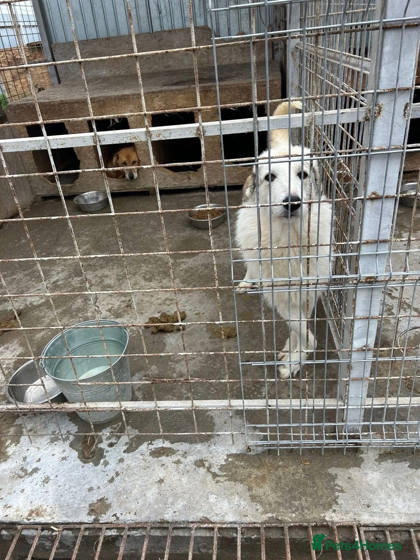 Elena - Marlborough Wiltshire photo 8