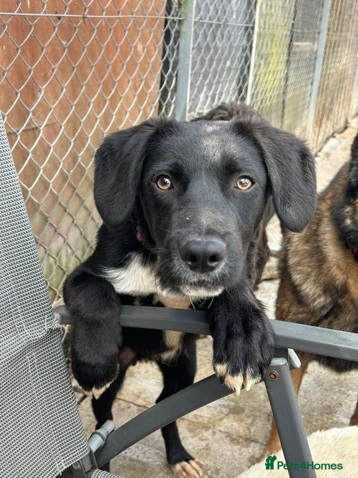 Barney - Norwich norfolk photo 34