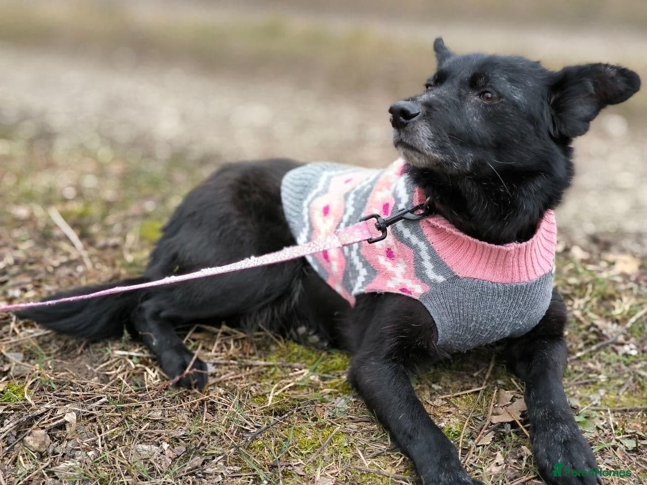 ๏ธ๐ถ tofa photo 14