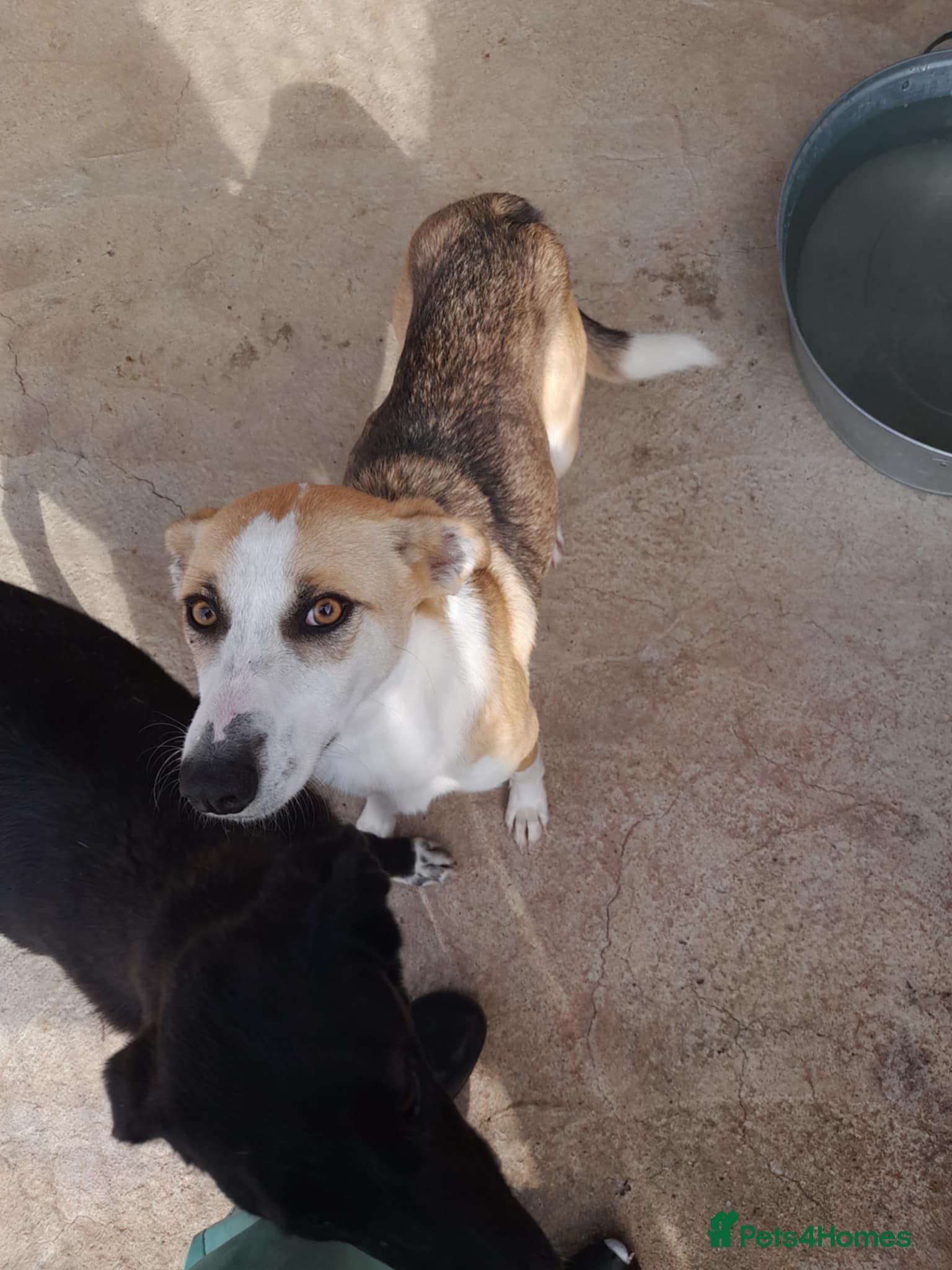 Zelda, 3 yrs old approx. photo 28