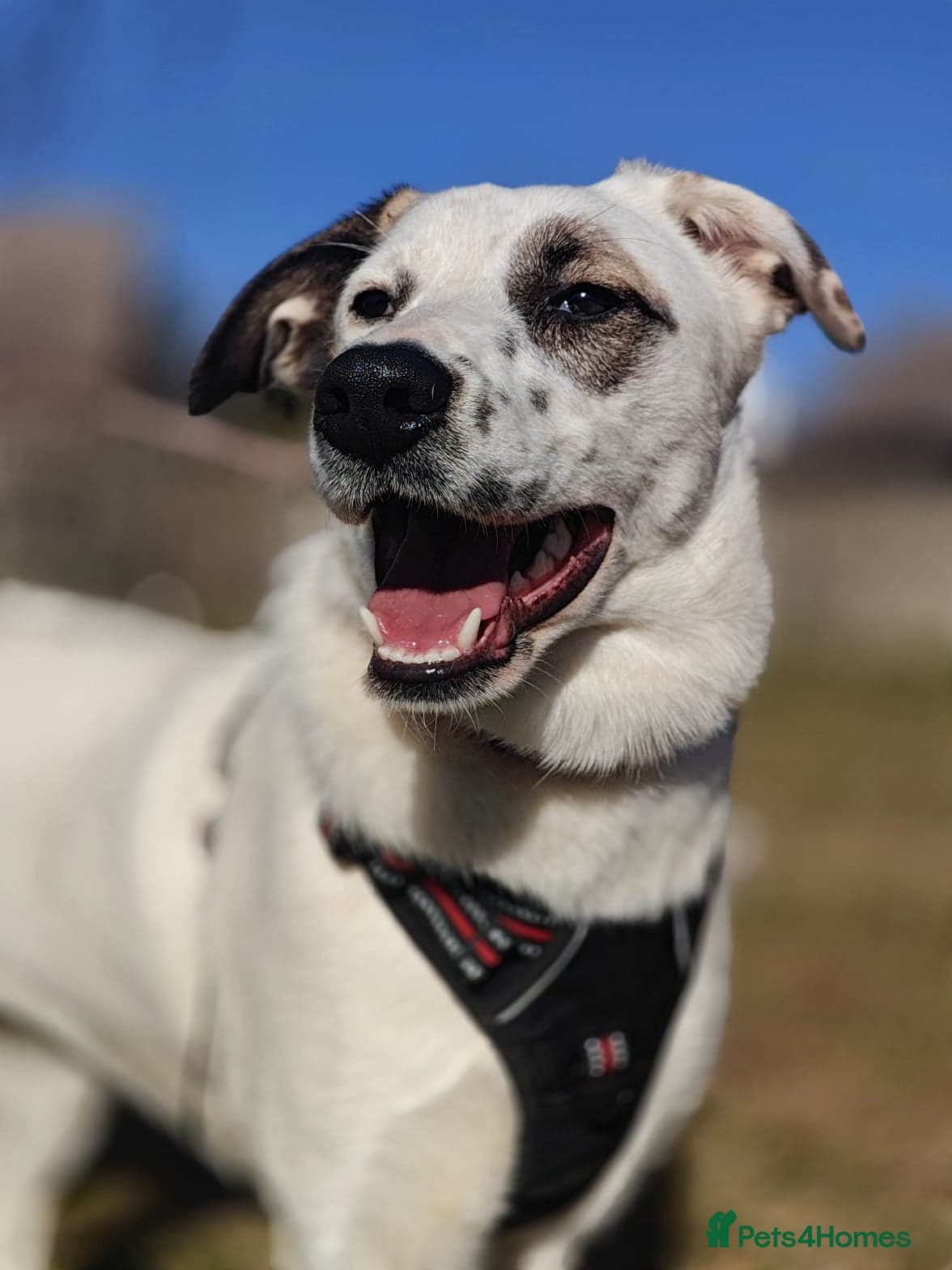 ️PLIAMKA❤️She photo 4